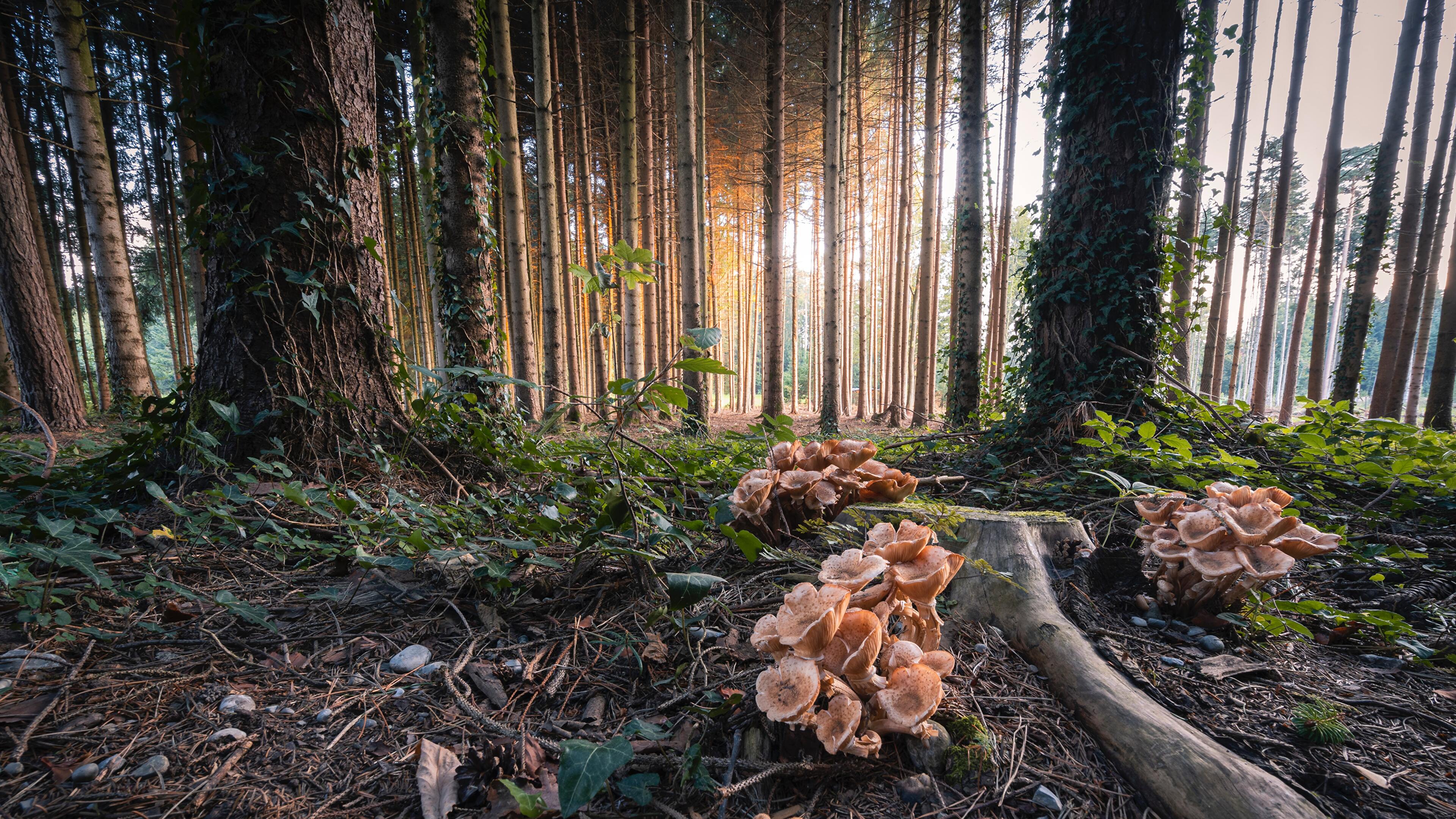 Mushroom Forest Wallpapers - Top Free Mushroom Forest Backgrounds ...