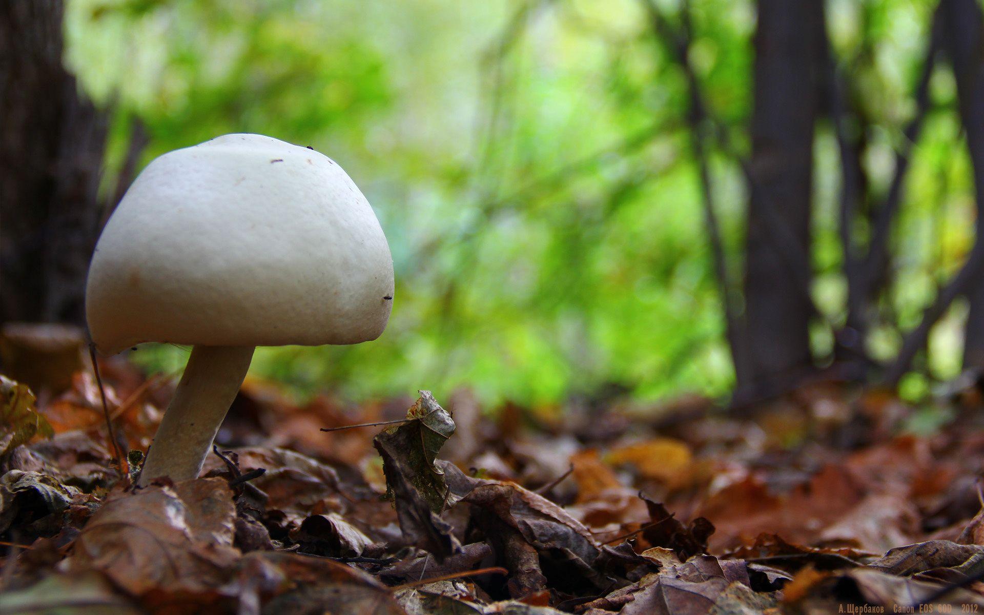 1920x1200 White mushroom in the forest wallpaper and image, picture, photo