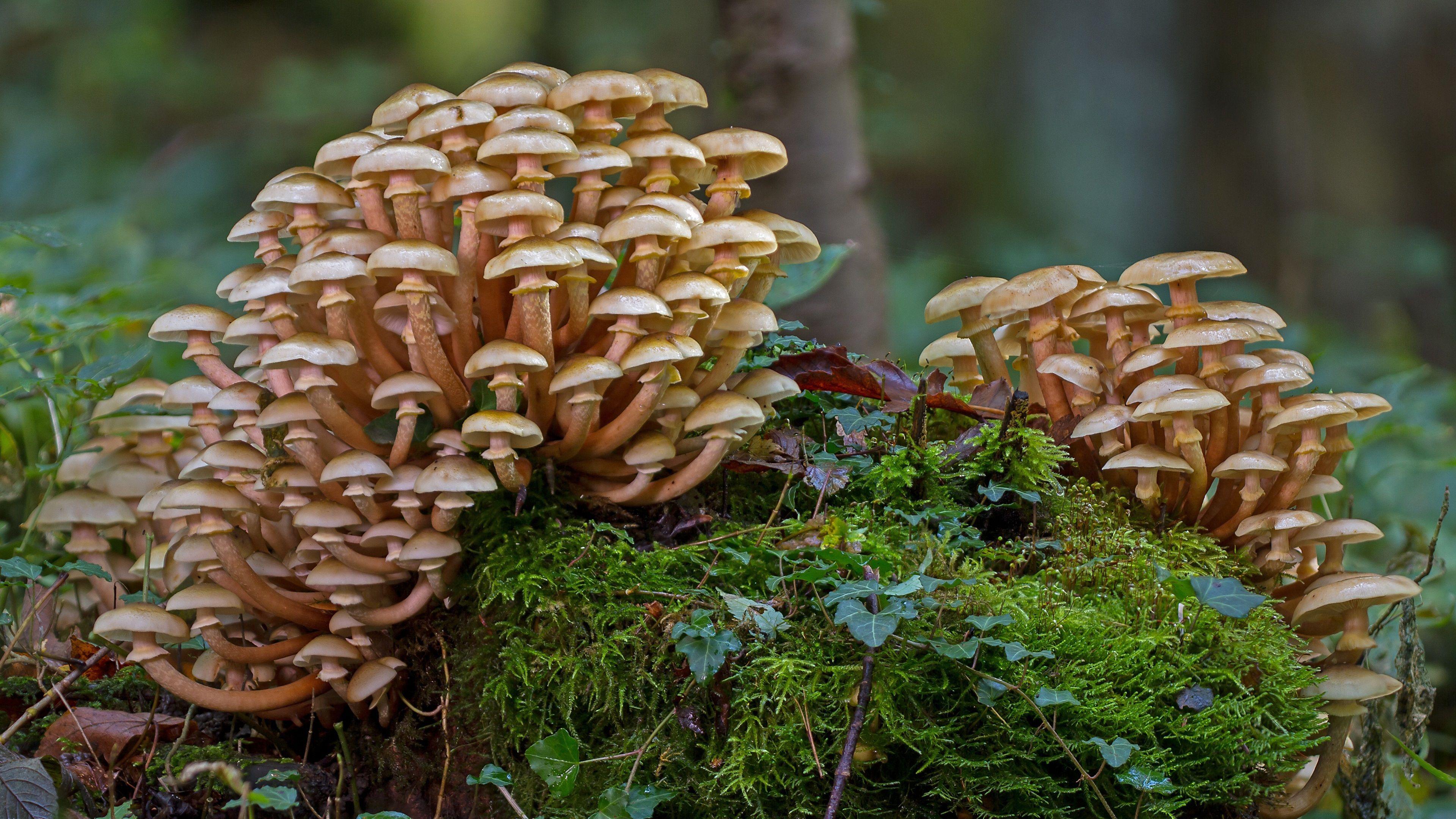 3840x2160 Wallpaper Mushrooms, moss, grass, forest 3840x2160 UHD 4K Picture, Image