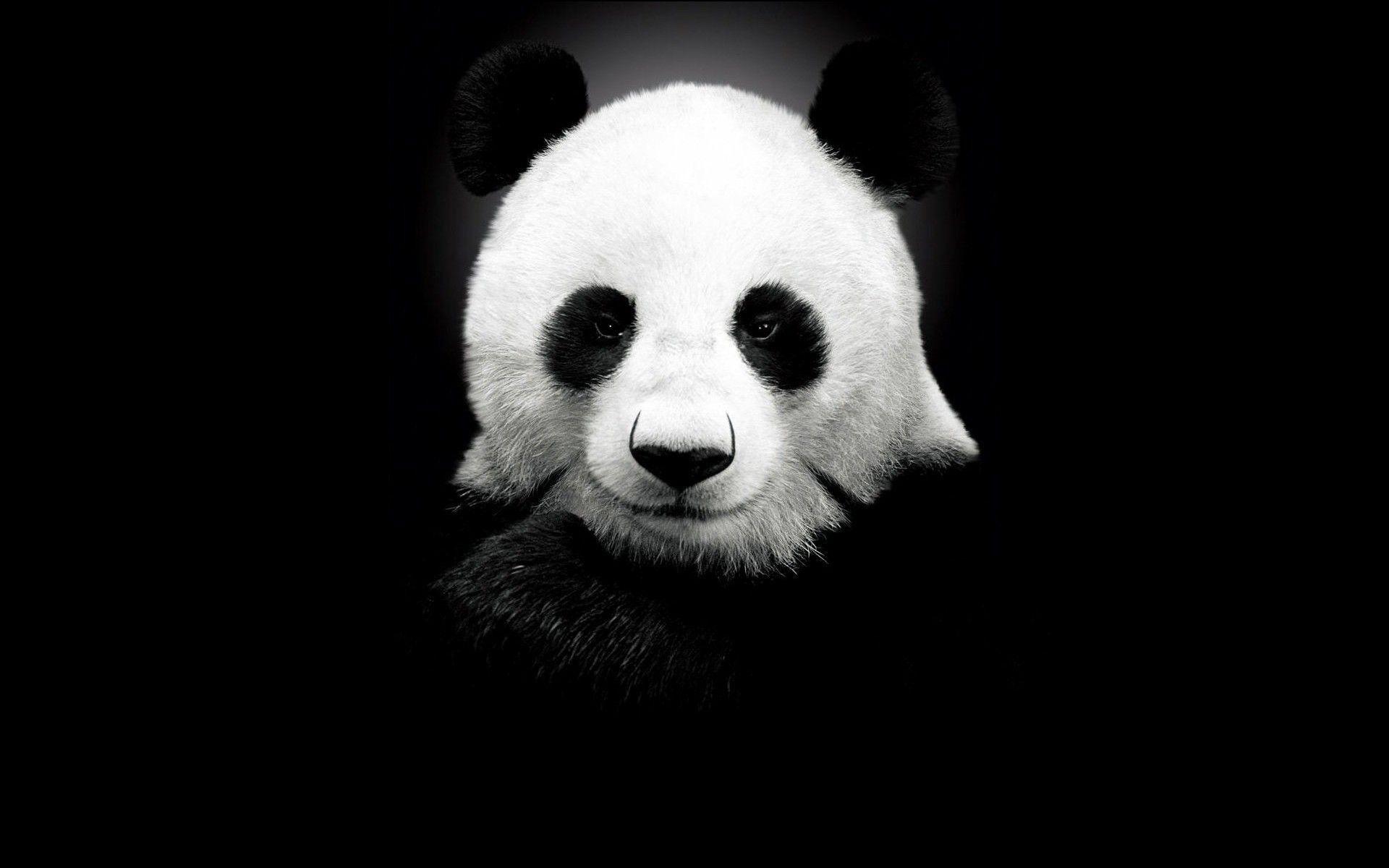 1920x1200 Panda Wallpaper HD Hd Wallpapermonkey Panda Wallpaper Black And White Wallpaper & Background Download