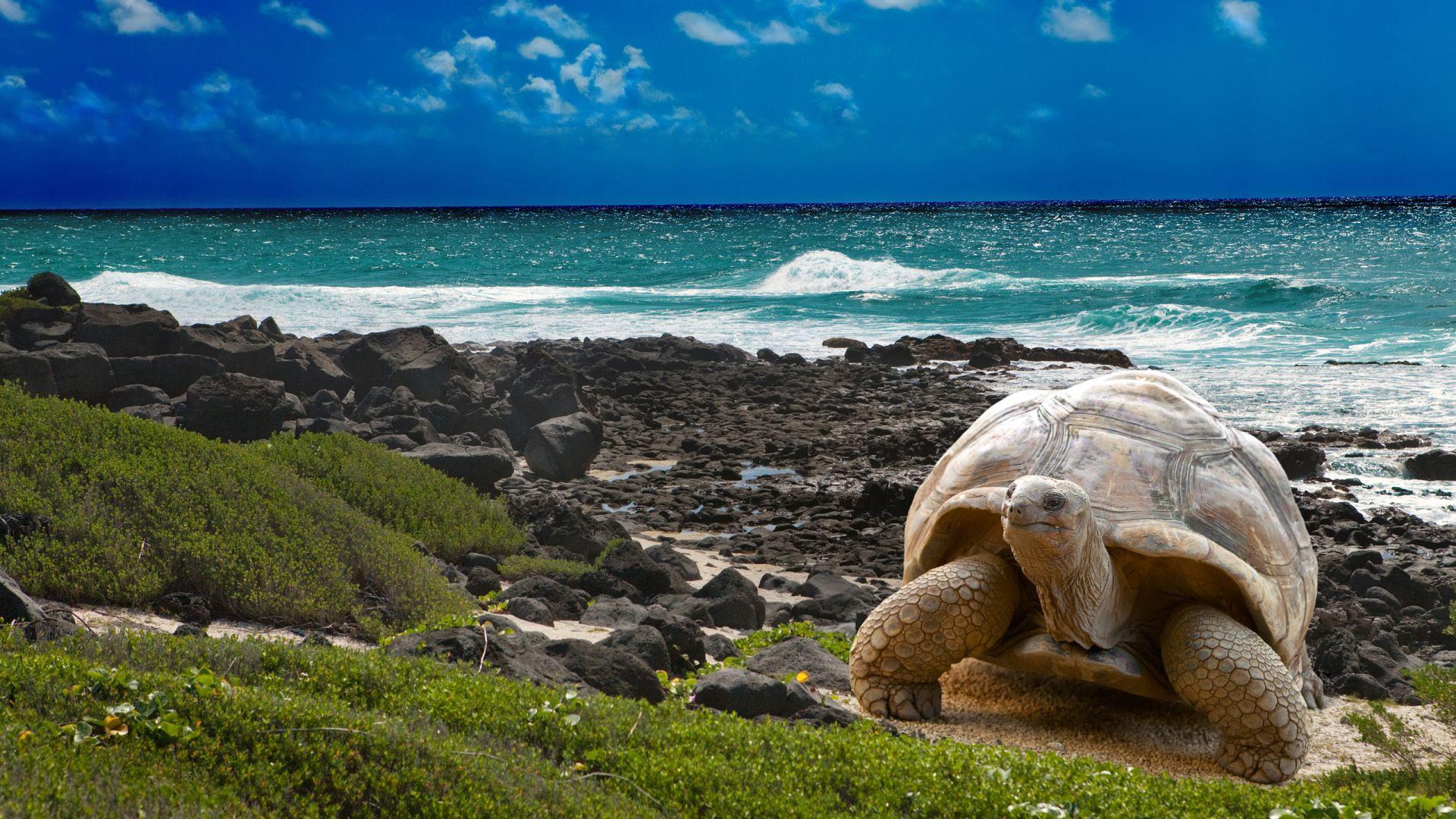 1920x1080 Free download Turtle Beach Wallpaper Download Desktop Wallpaper Image [1920x1080] for your Desktop, Mobile & Tablet. Explore Free Turtle Wallpaper for Desktop. Sea Turtle Wallpaper for Computer, Free Turtle