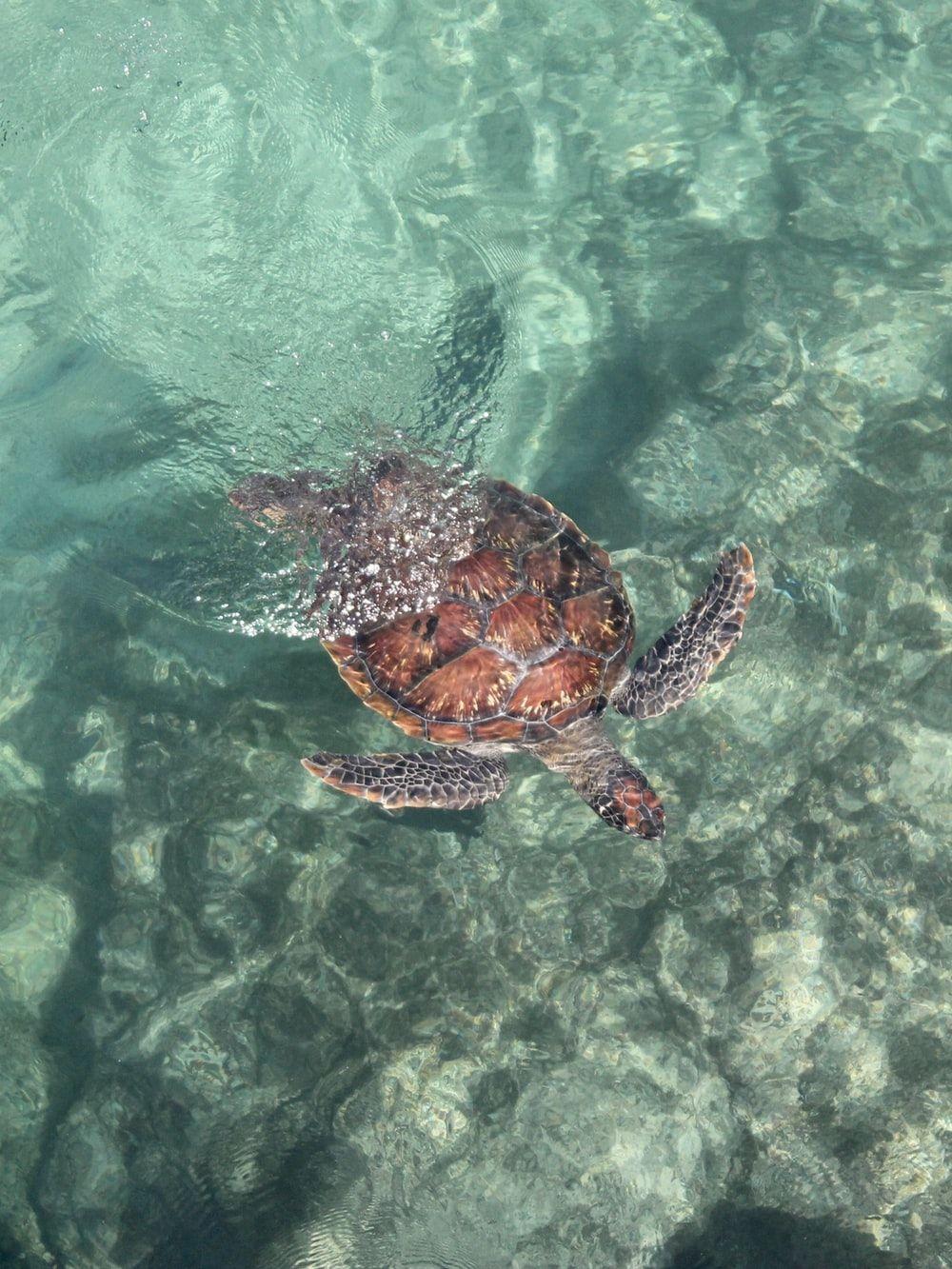 1000x1333 Sea Turtle Picture. Download Free Image
