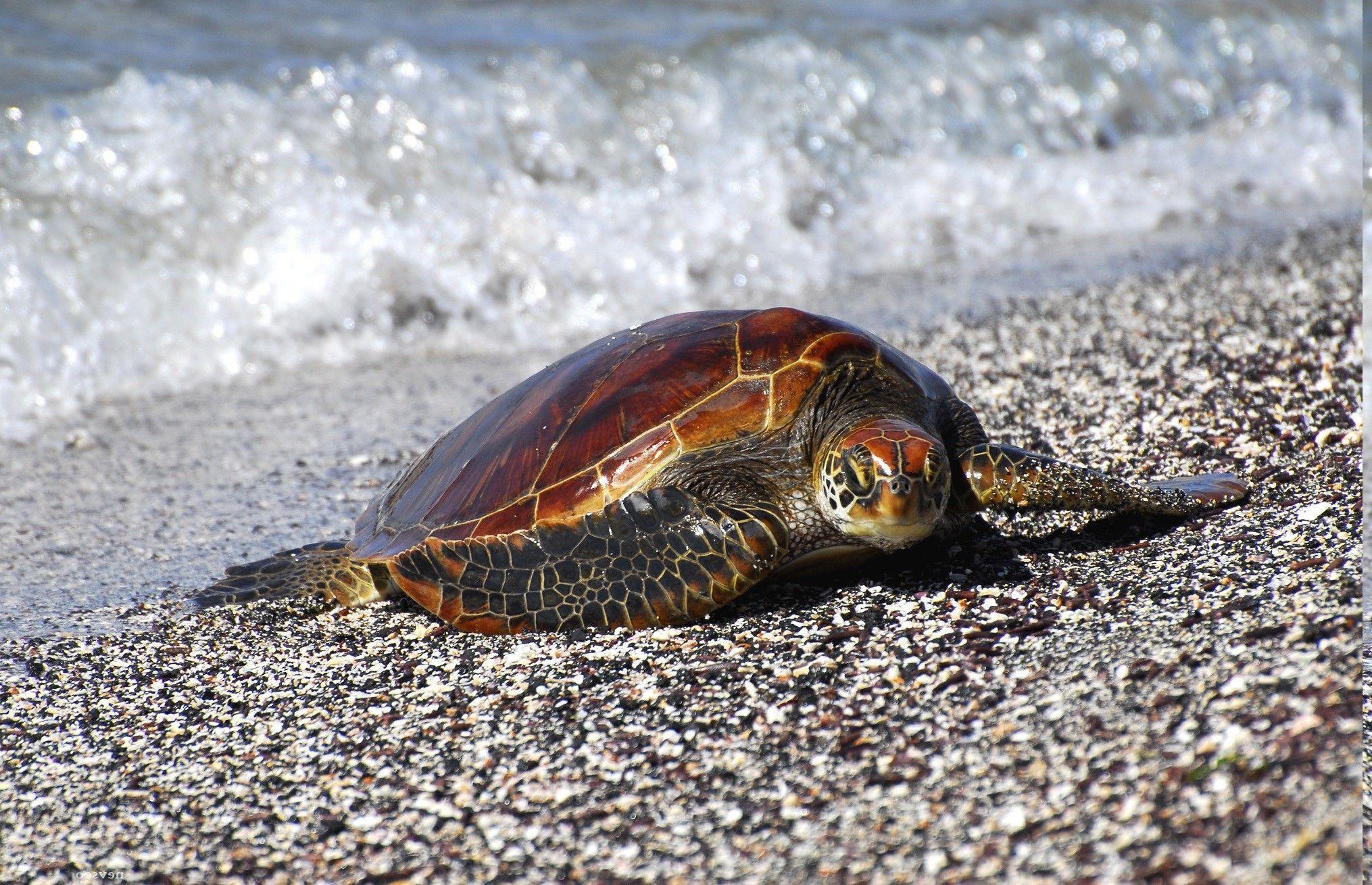 2030x1309 turtle, Beach, Animals Wallpaper HD / Desktop and Mobile Background