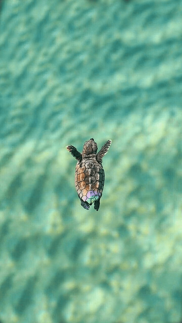720x1280 iPhone wallpaper