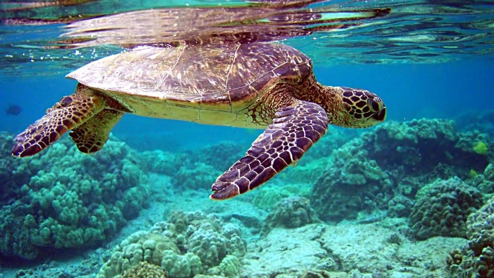 1600x900 Turtle Desktop Background. Cute Turtle Wallpaper, Weird Turtle Wallpaper and Interesting Turtle Wallpaper