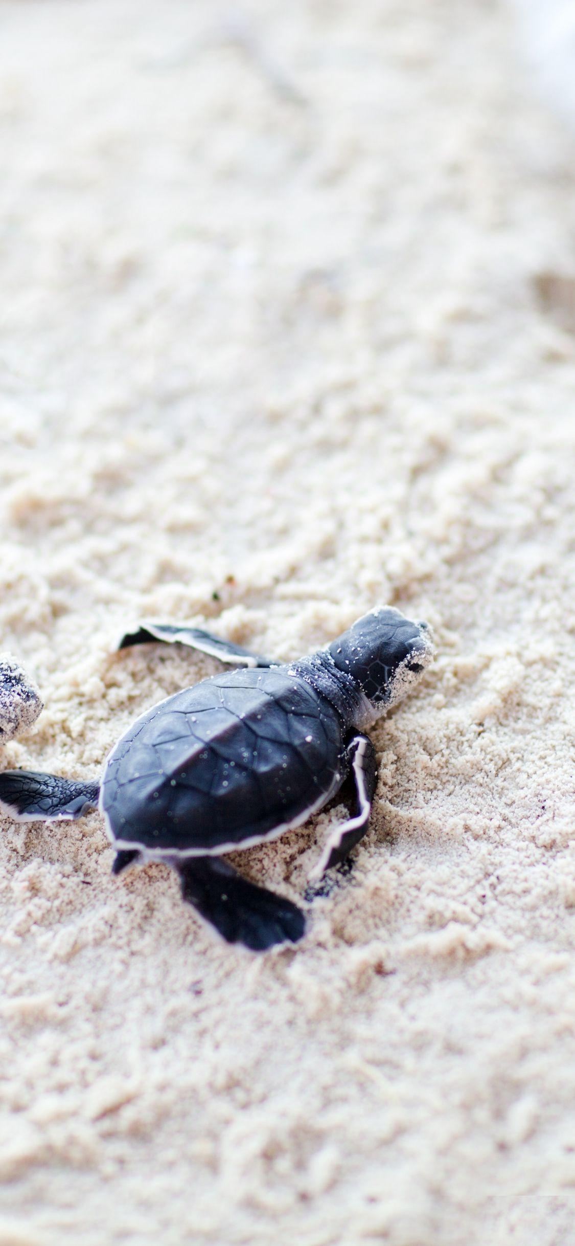 1125x2436 Cute, Baby, Turtles, Sand, Wallpaper Baby Turtle Background