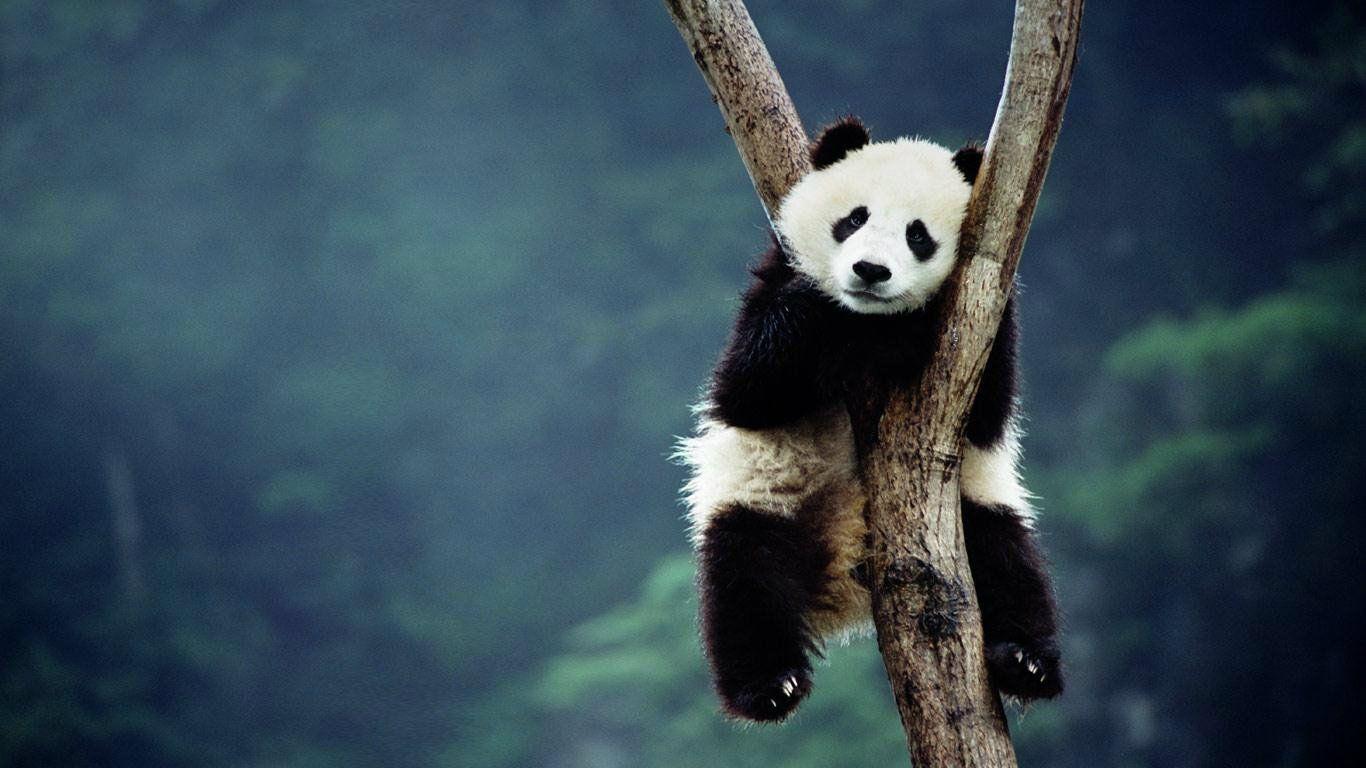 1366x768 Panda Wallpaper. Cute Panda Wallpaper, Funny Panda Wallpaper and Panda Emoji Wallpaper