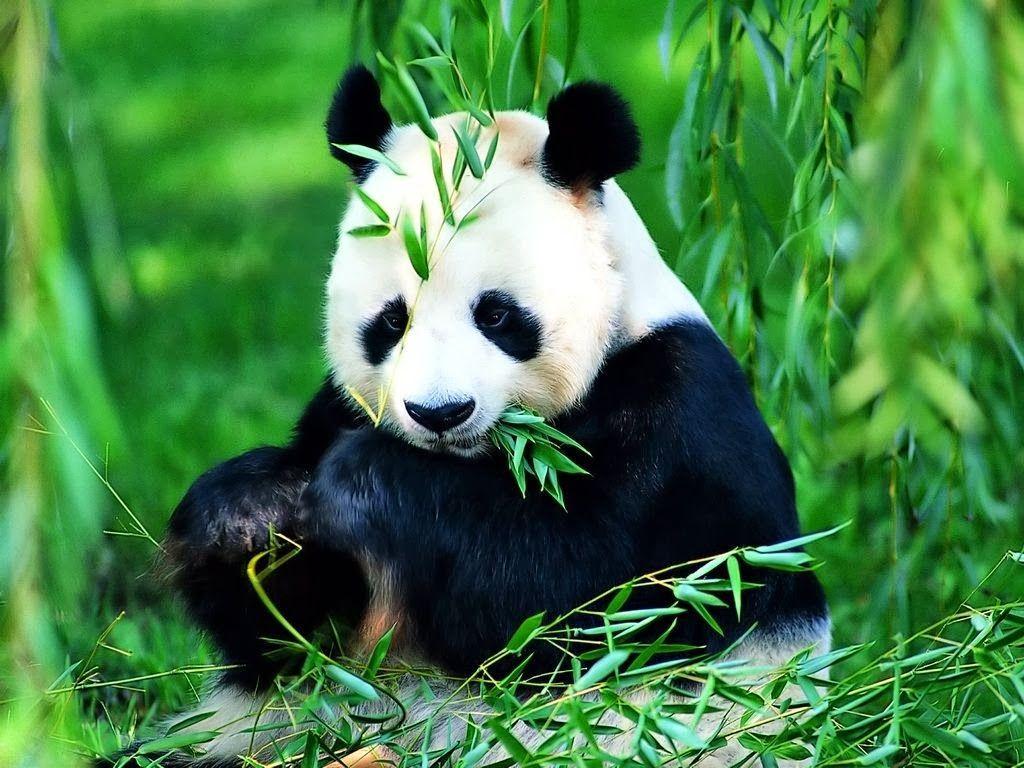 1024x768 Panda Wallpaper Free: Panda HD Wallpaper