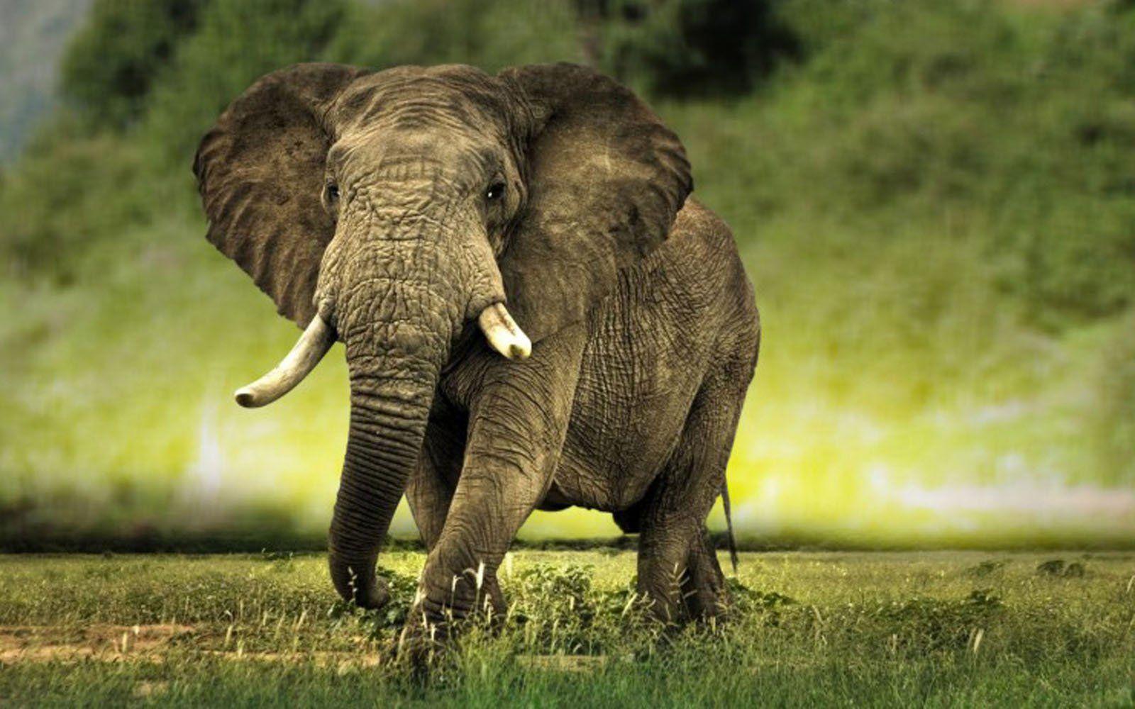1600x1000 African Elephant Wallpaper