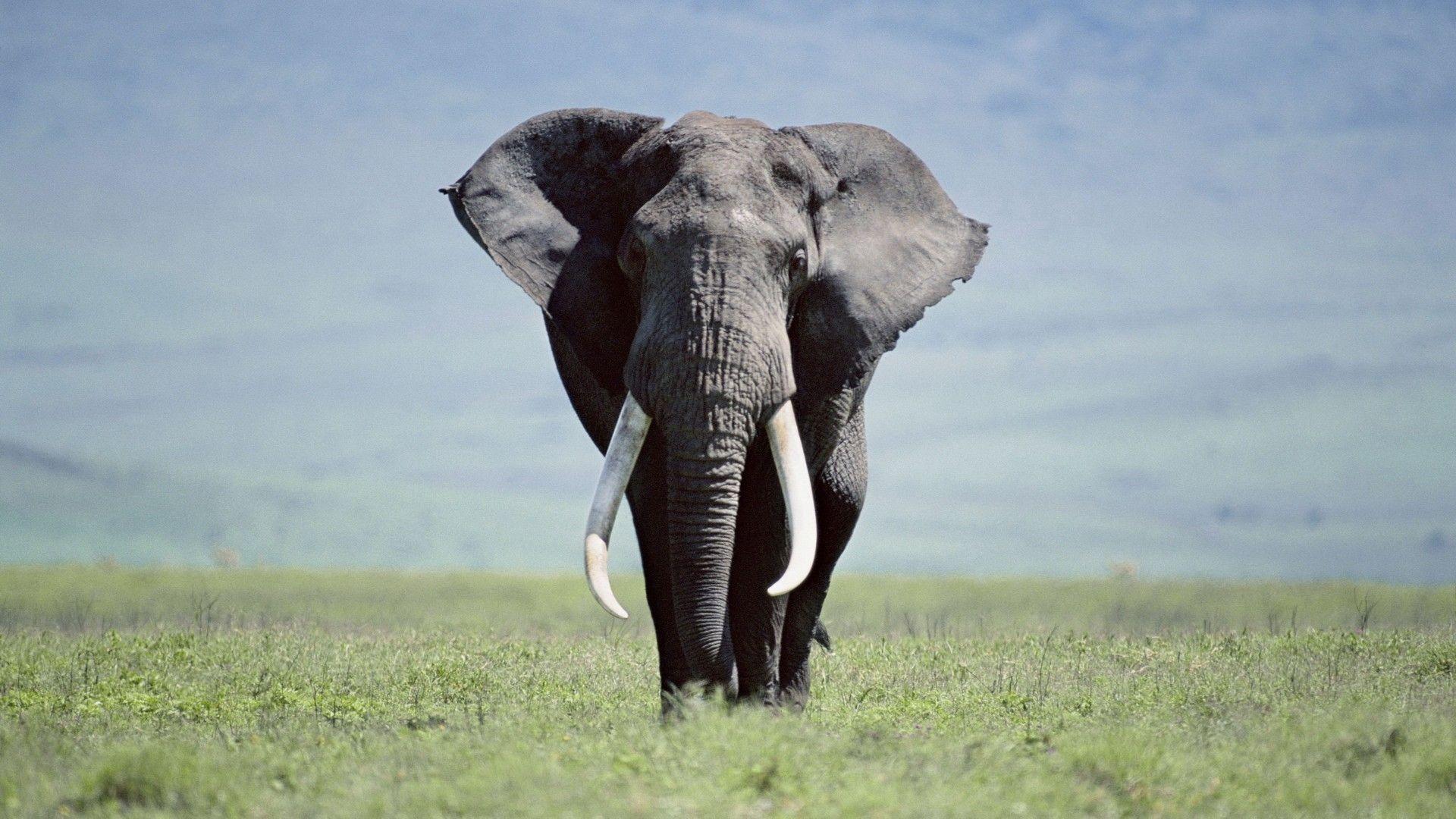 1920x1080 Elephant Wallpaper