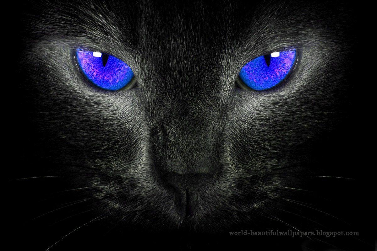 1200x800 Black Cat HD