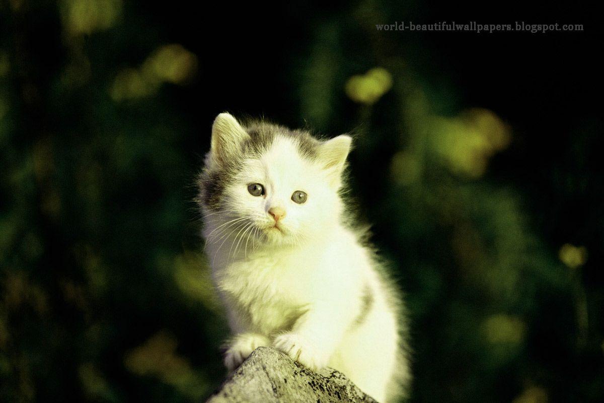 1200x800 Sweet Cat Image HD HD Wallpaper