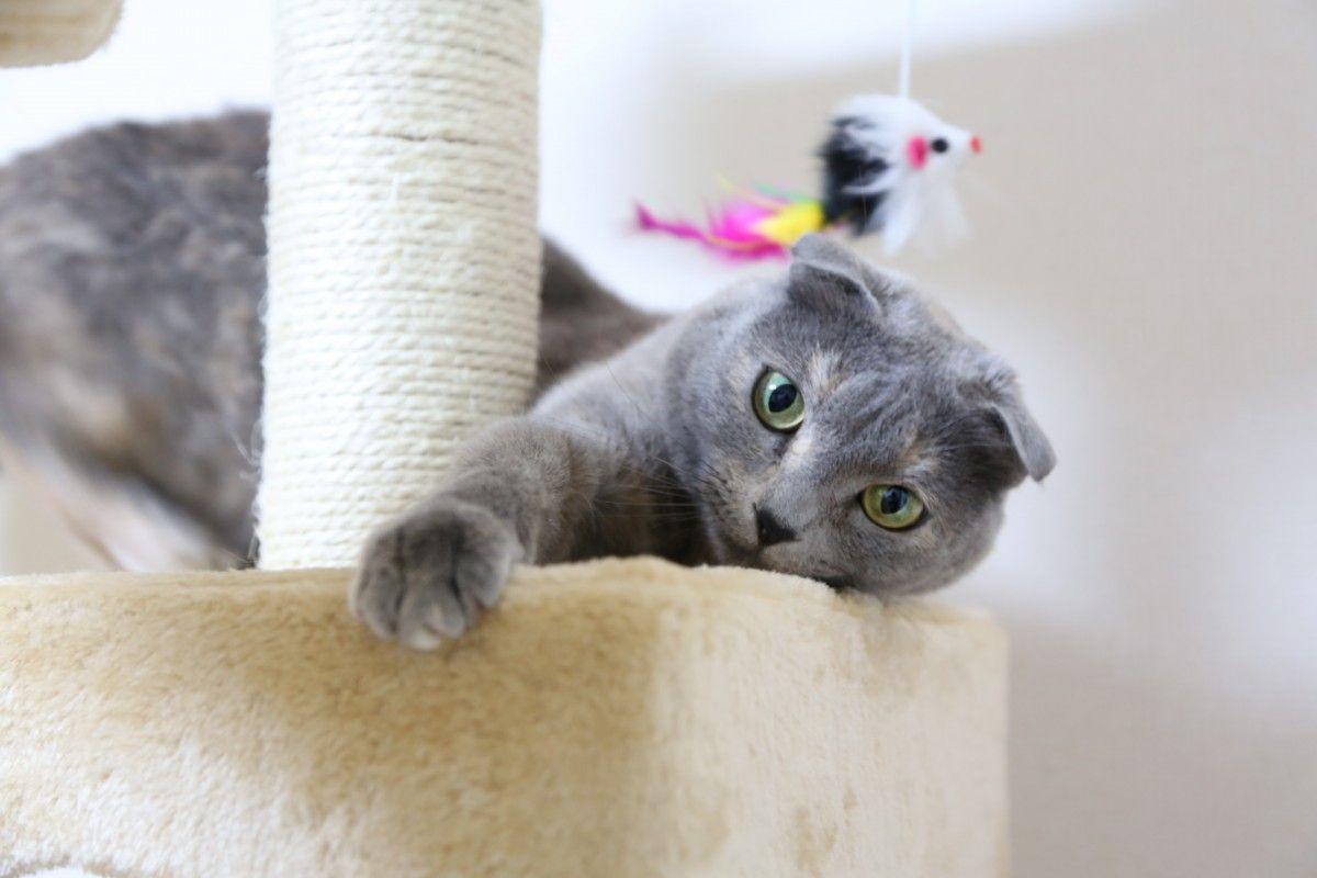 1200x800 Scottish Fold Cat Wallpaper HD