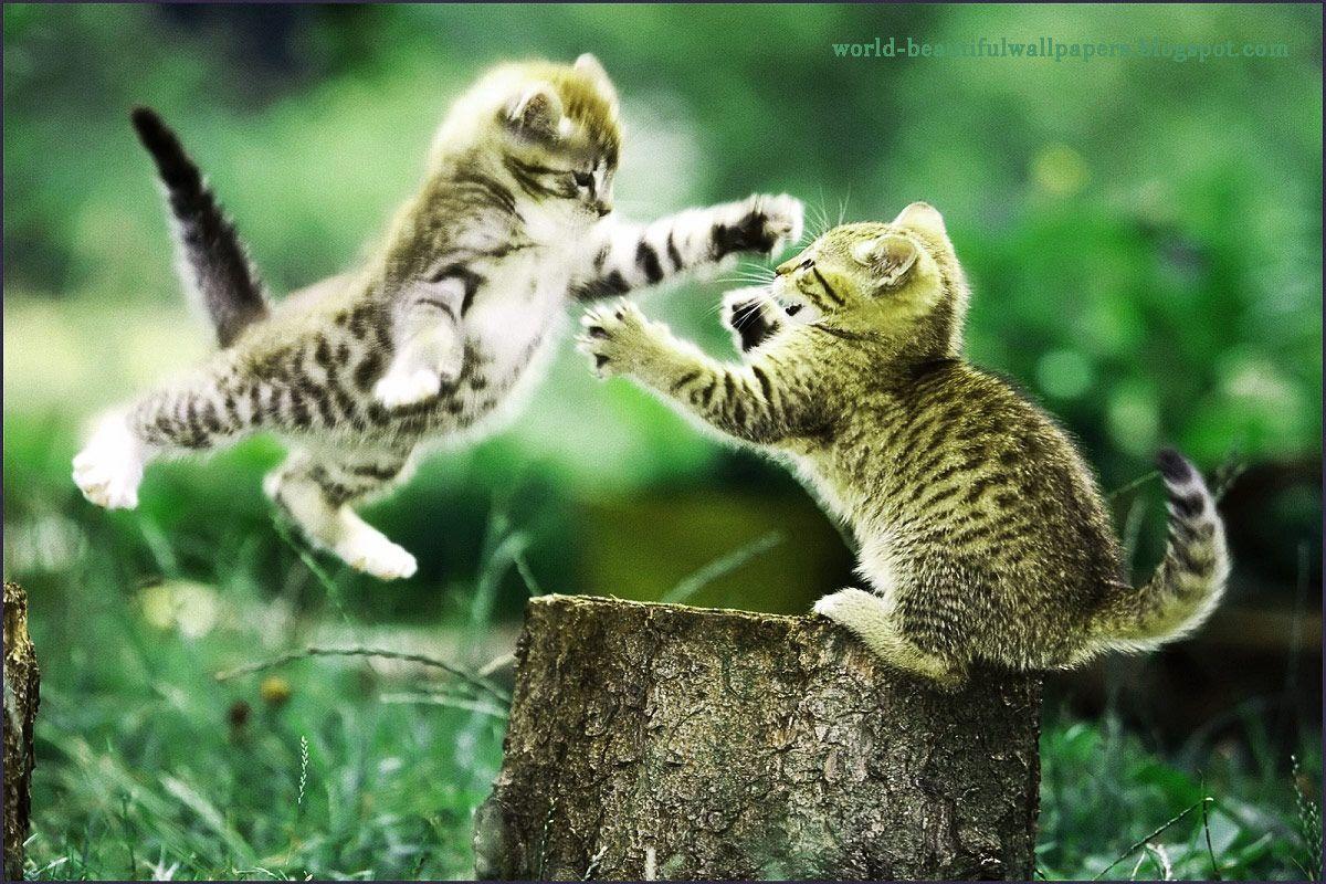 1200x800 Free download Beautiful Wallpaper Beautiful Cats Wallpaper [1200x800] for your Desktop, Mobile & Tablet. Explore Beautiful Cats Picture Wallpaper. High Definition Cat Wallpaper, Cat Wallpaper, Baby Cat Wallpaper