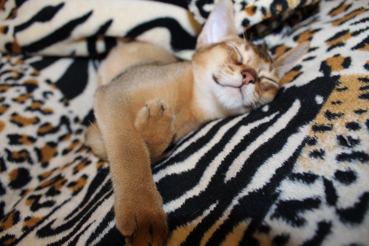 1200x800 Happy Abyssinian cat photo and wallpaper. Beautiful Happy Abyssinian cat picture