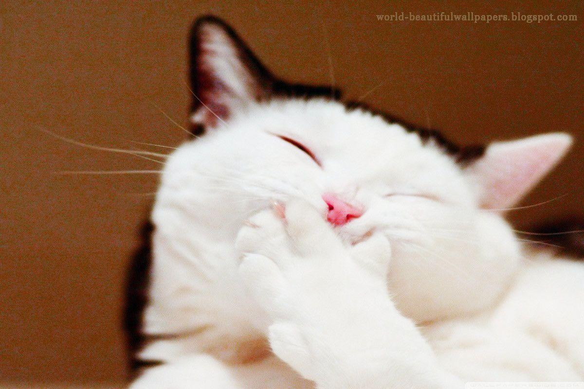 1200x800 cats wallpaper beautiful discovered