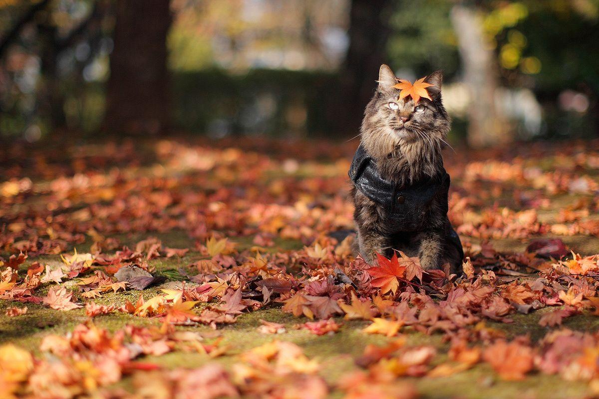 1200x800 Image Cats animal