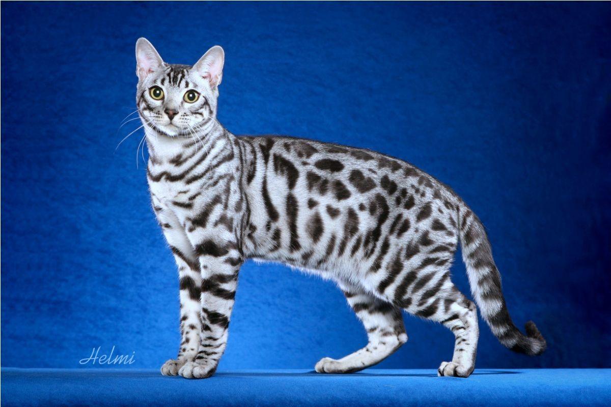 1200x800 Bengal Cat Wallpaper