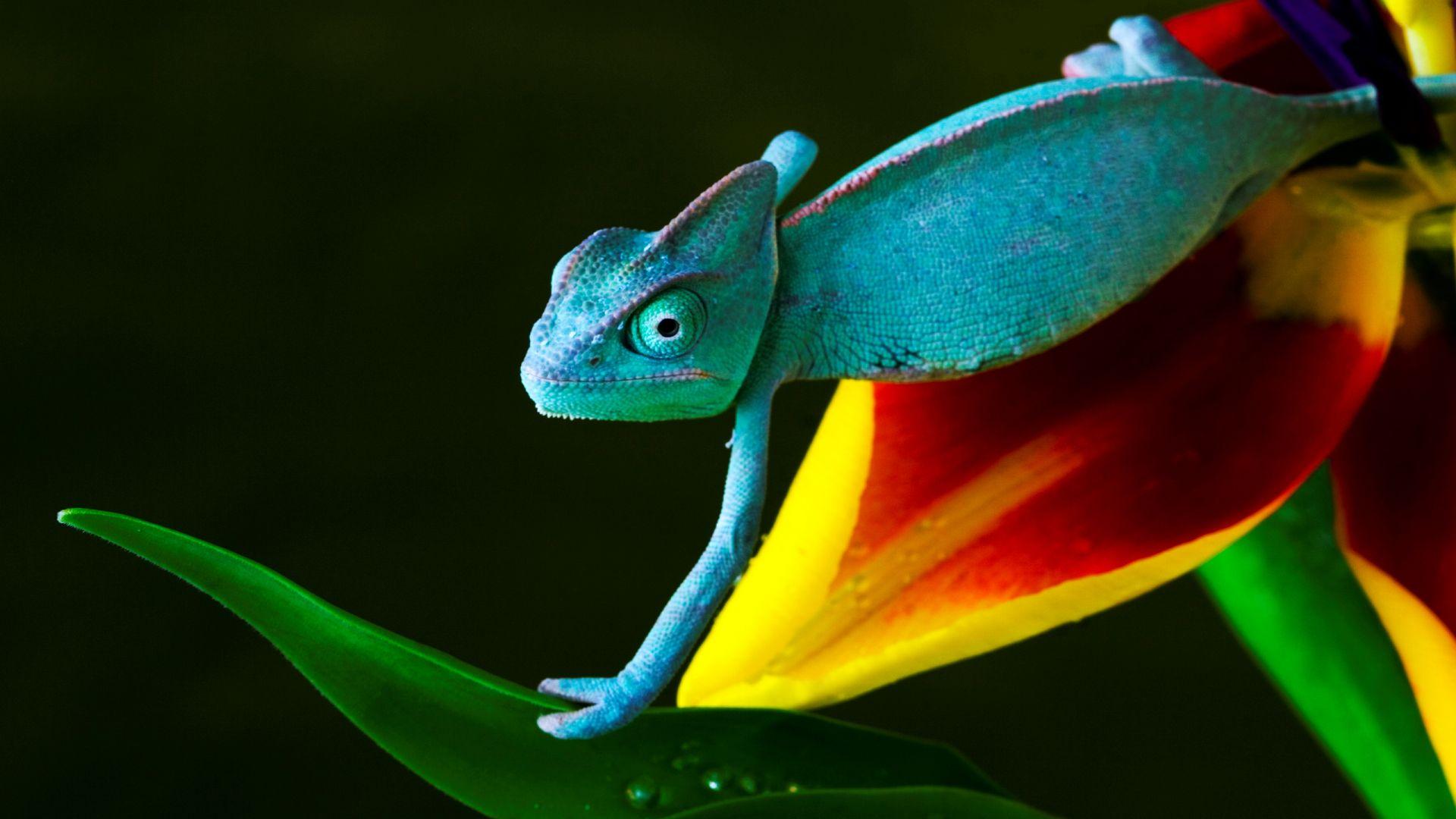 1920x1080 Free download best HD photo PDF Download [2560x1600] for your Desktop, Mobile & Tablet. Explore Coolest HD Wallpaper Ever. Hottest HD Wallpaper Ever, Best Windows Wallpaper Ever, The Coolest Wallpaper