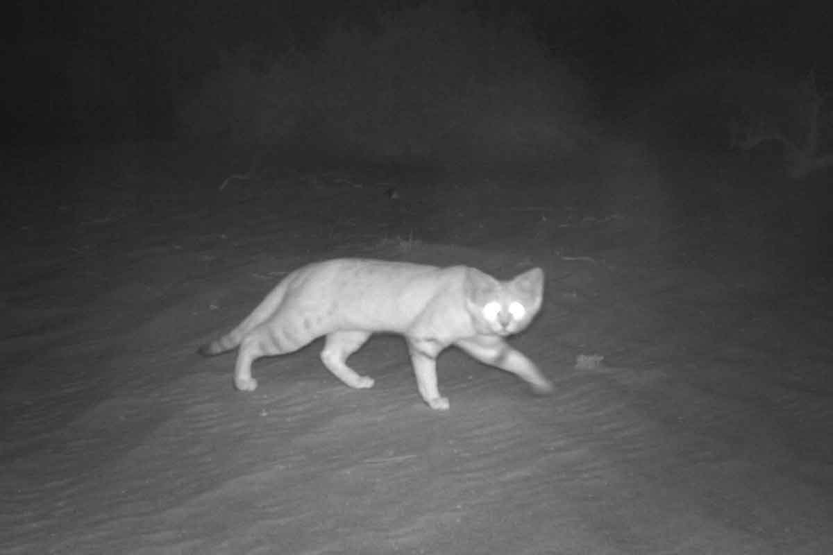 1200x800 Most viewed Sand Cat wallpaperK Wallpaper