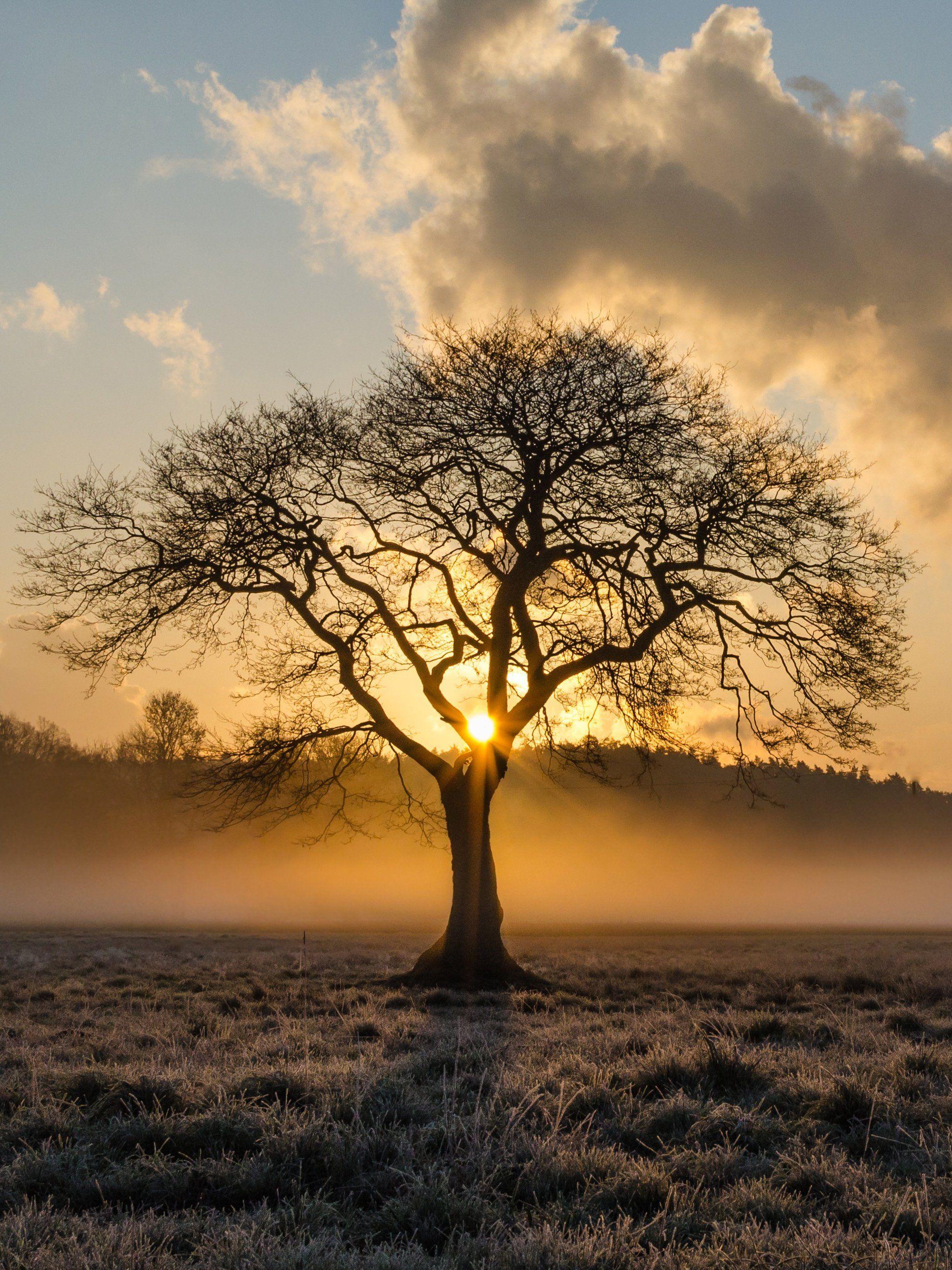 2048x2732 Sunrise in the Trees Wallpaper, Android & Desktop Background
