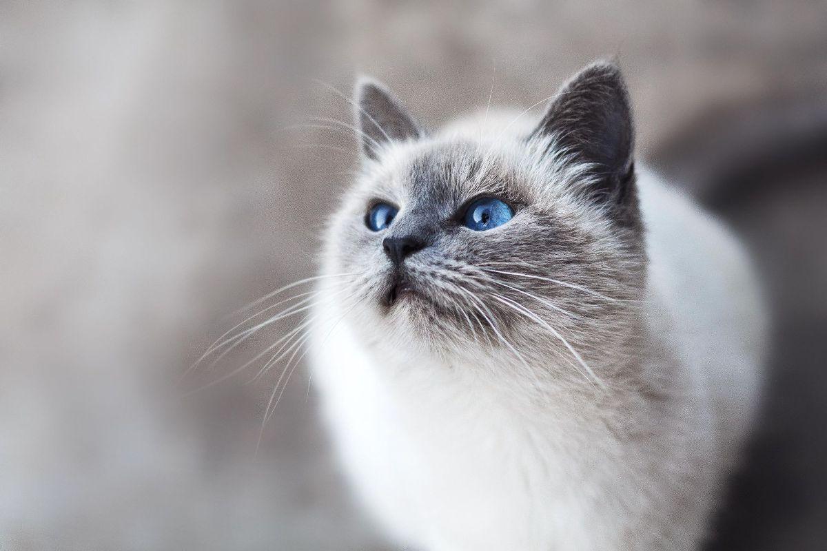 1200x800 From Pat Your Cat in Wallpaper Wizard
