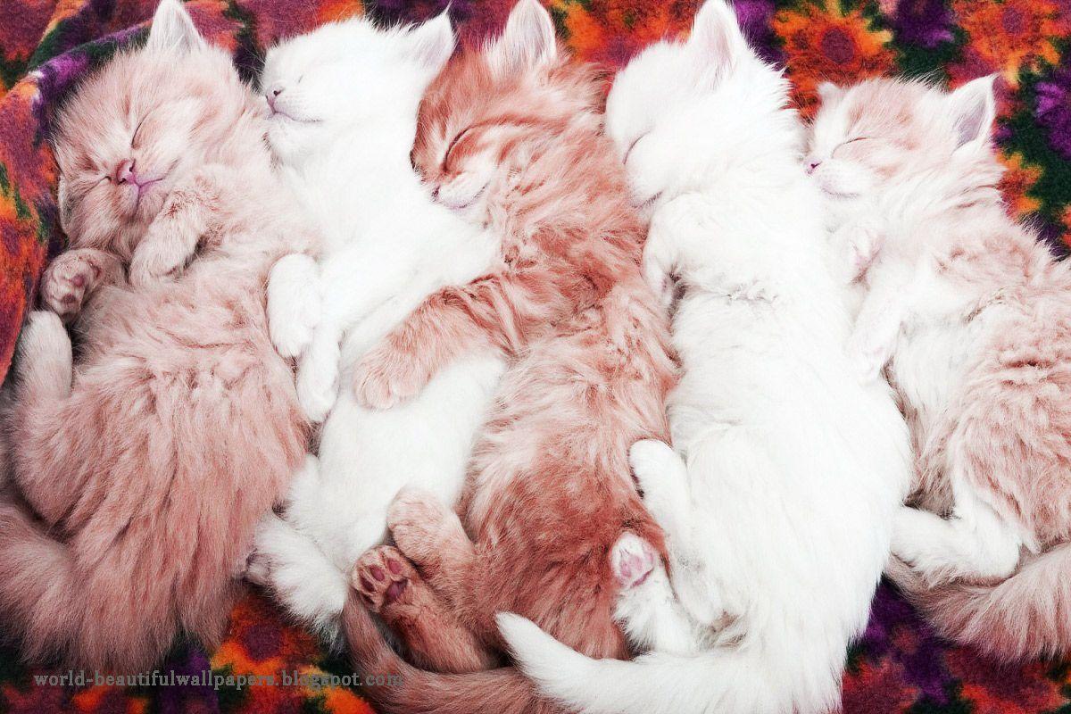 1200x800 Wallpaperpiolt: Beautiful Cats Wallpaper