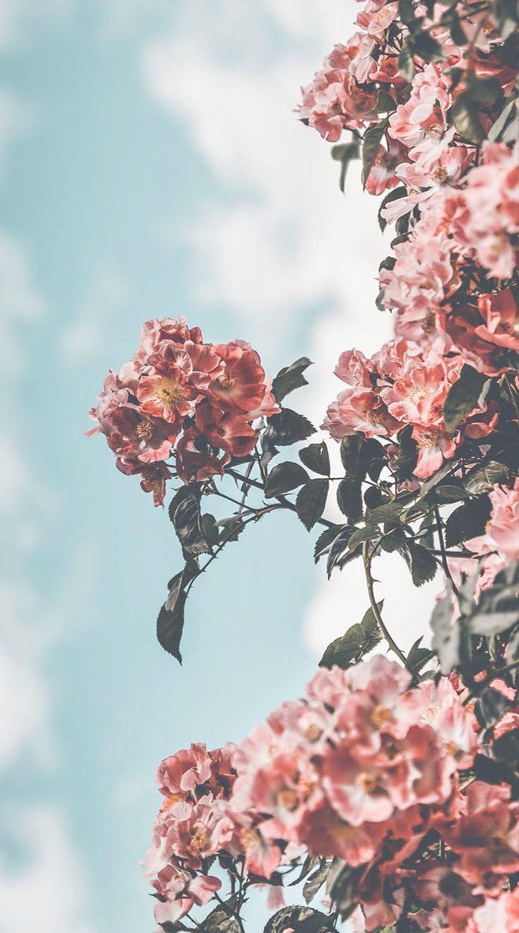 728x1308 Definition Of Gadgets Pdf past Most effective Gizmos 2018 Nz most Greatest Devices 2018 Phi. Flower iphone wallpaper, Preppy wallpaper, Aesthetic iphone wallpaper
