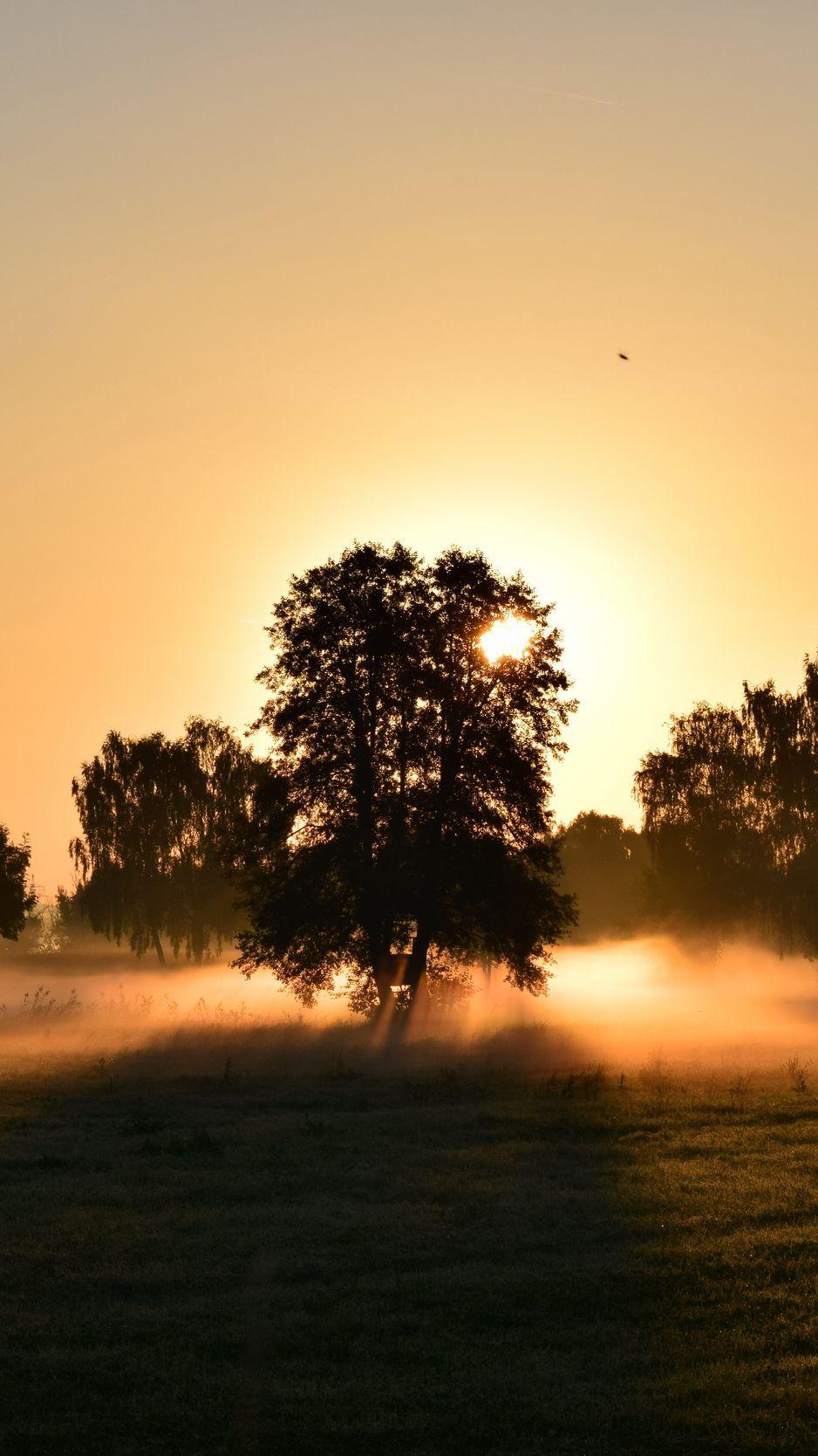 938x1668 Download Wallpaper 938x1668 Sunrise, Fog, Trees, Dawn, Morning Iphone 8 7 6s 6 For Parallax HD Background