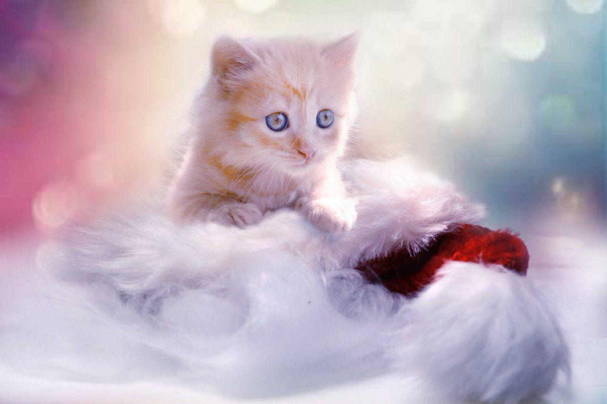 1200x800 Wallpaper World: 4K, HD Background Beautiful 4K, HD Mobile Wallpaper collection in Wallpaper World by PixaBro #cat #whiskers #mammal #small_to_medium_sized_cats #vertebrate #cat_like_mammal #kitten #ragdoll #snout #sky