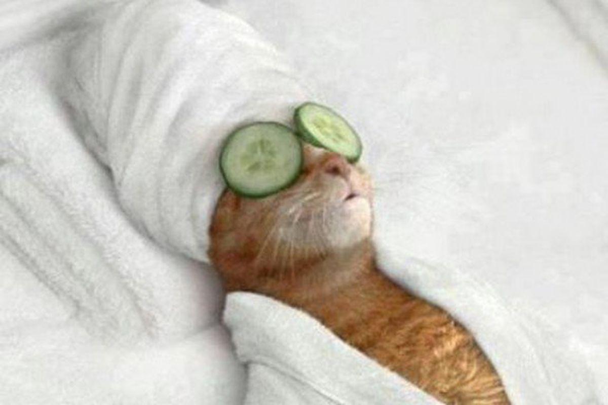 1200x800 Belgians respond to terrorist threat with cat photo