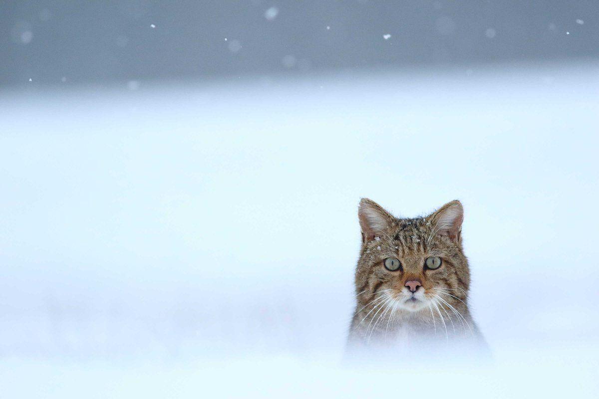 1200x800 Wallpaper World: 4K, HD Background Beautiful 4K, HD Mobile Wallpaper collection in Wallpaper World by PixaBro #cat #mammal #wildlife #small_to_medium_sized_cats #fauna #whiskers #wild_cat #freezing #snow #sky #hdwallpaper