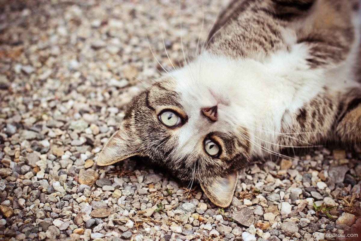 1200x800 Pebbles Cat Wallpaper download HD Wallpaper