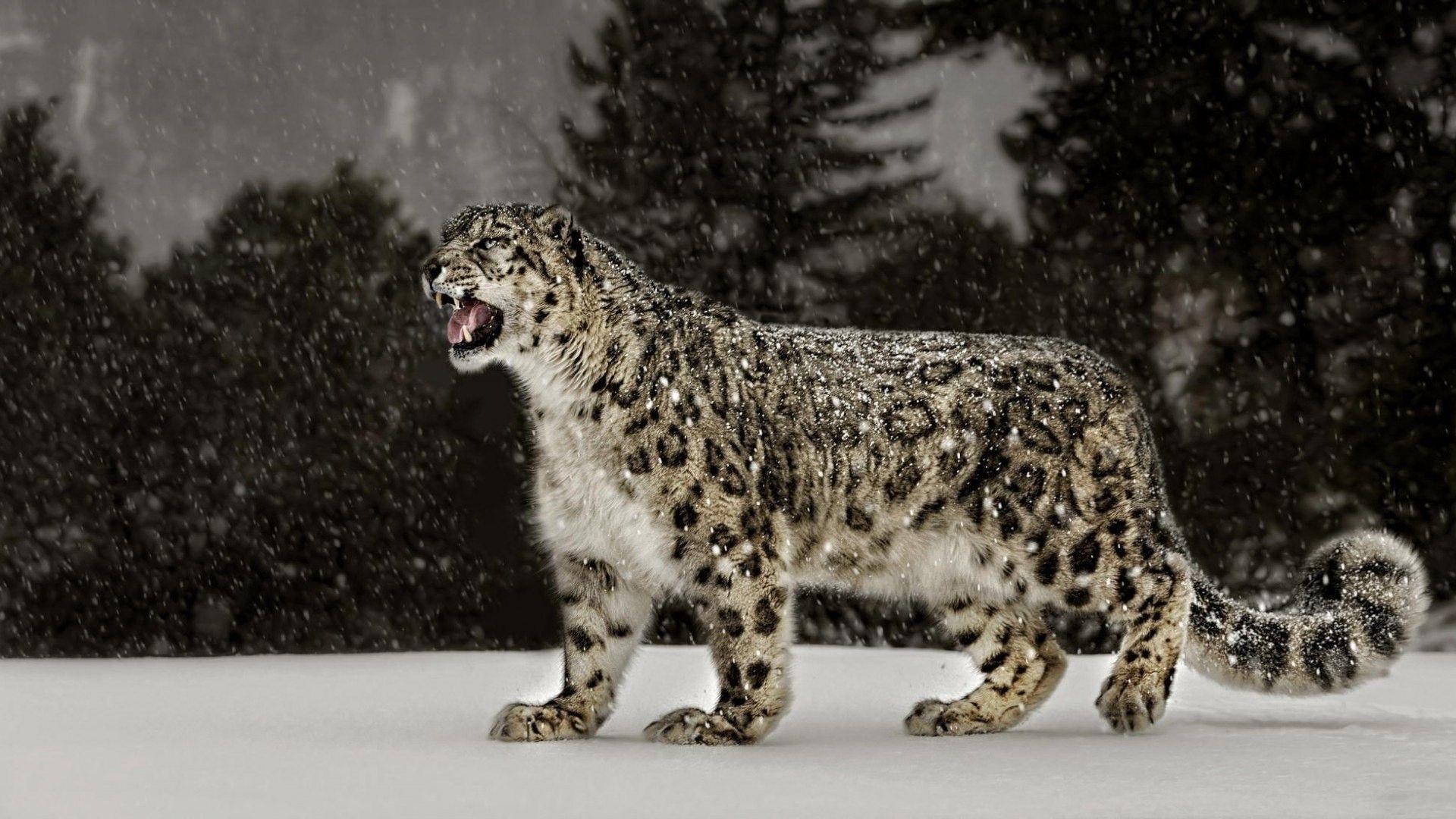 1920x1080 Snow Leopard