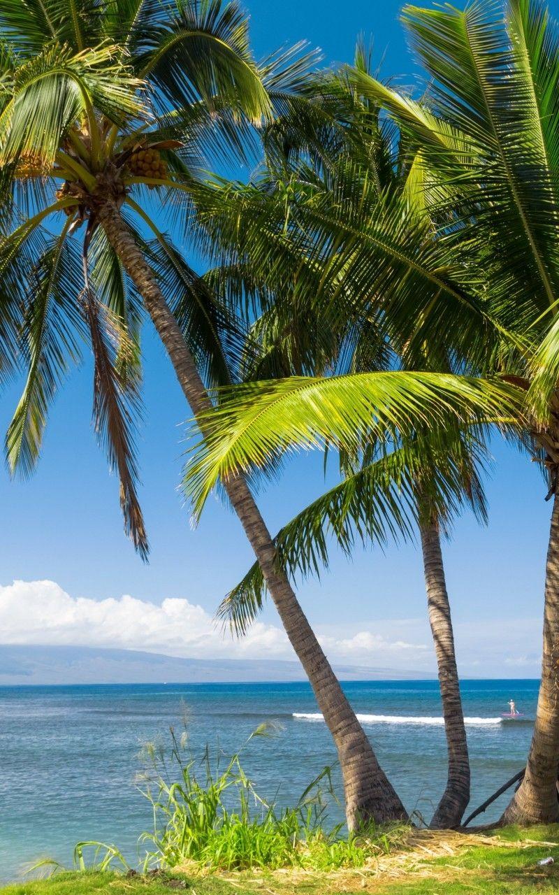 800x1280 Download 800x1280 Hawaii, Palms, Ocean, Clouds Wallpaper for Galaxy Note, Samsung Galaxy Tab 2 10. Samsung Galaxy Tab 10. Galaxy Note 10. Asus Nexus 7