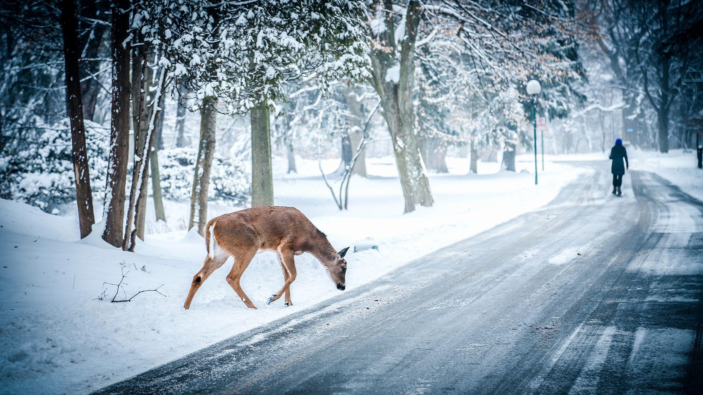 2400x1350 Snow Scene Wallpaper Lovely Wallpaper Winter Scenery 2019 of The Hudson