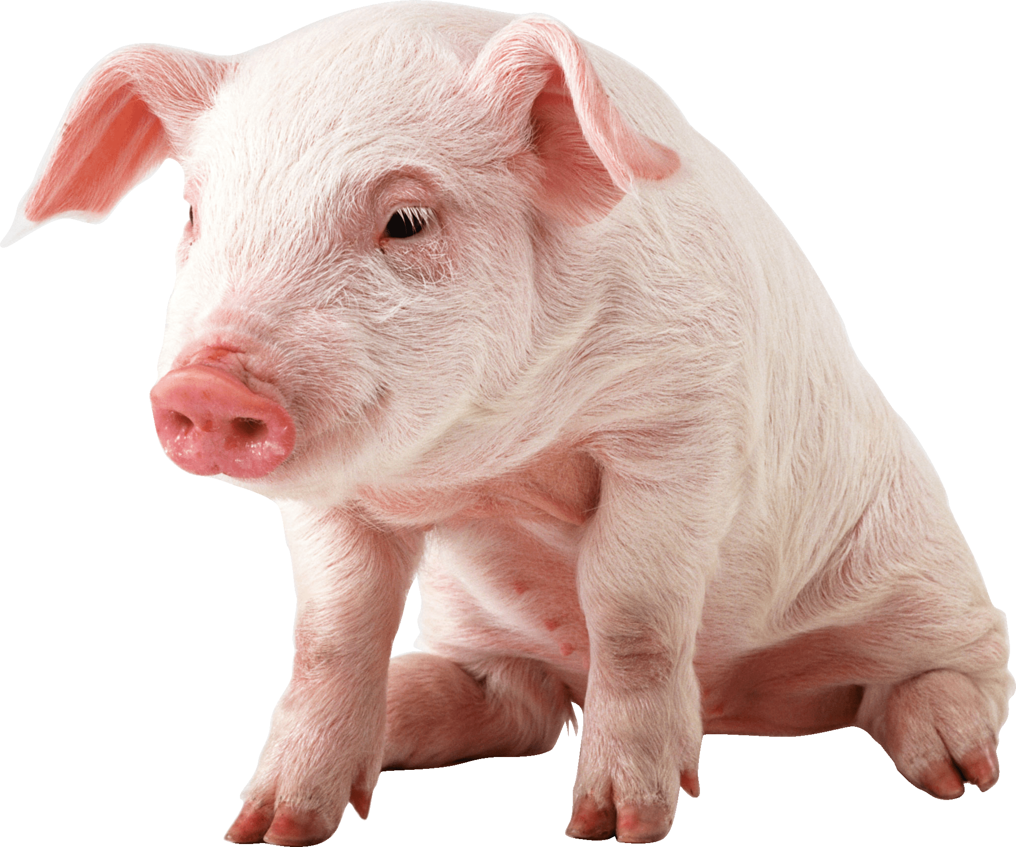 2054x1713 Cute Pig Wallpaper .