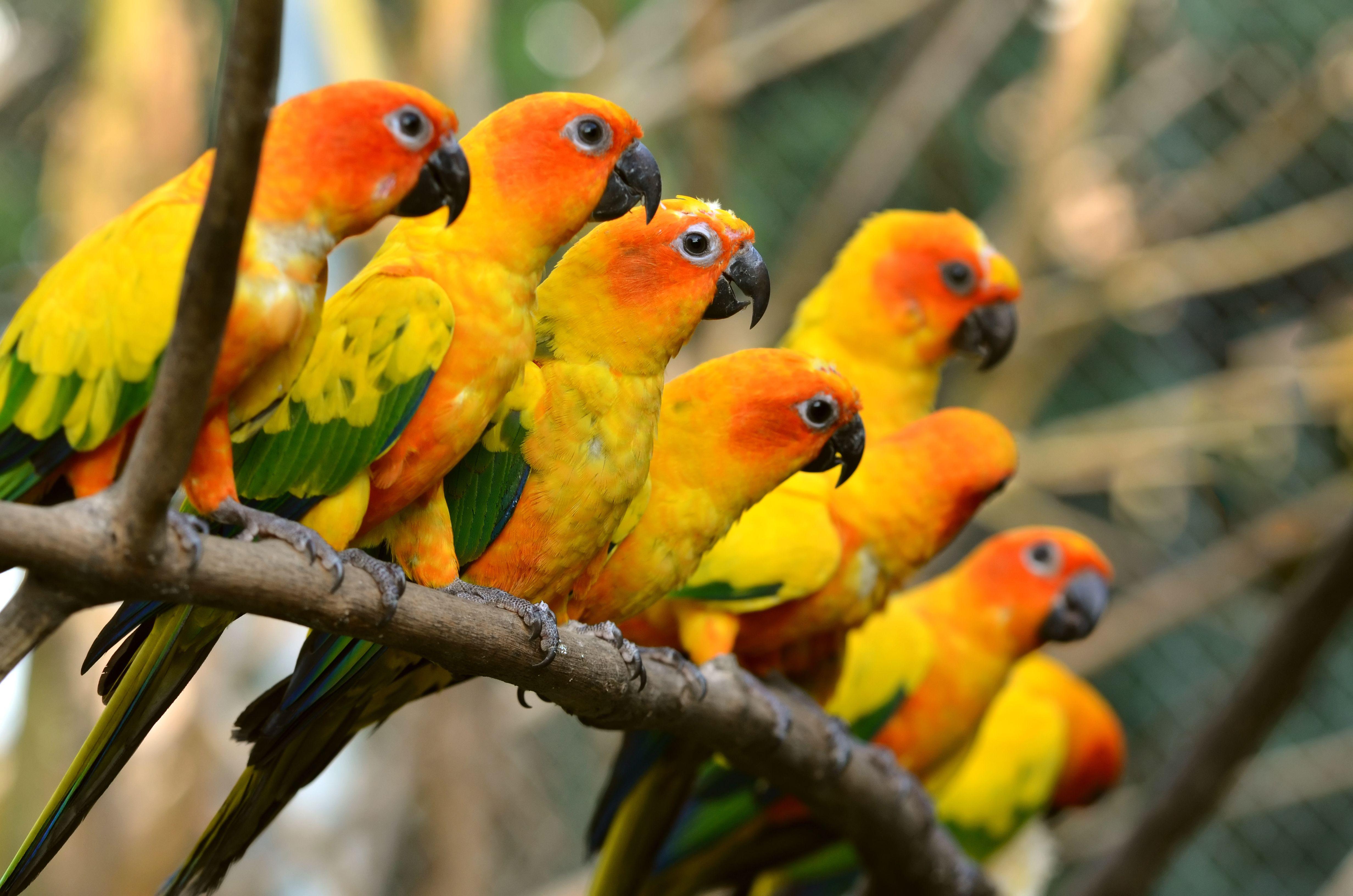 4928x3264 Vẹt đuôi dài mặt trời còn được gọi là Sun Conure 4k Ultra HD
