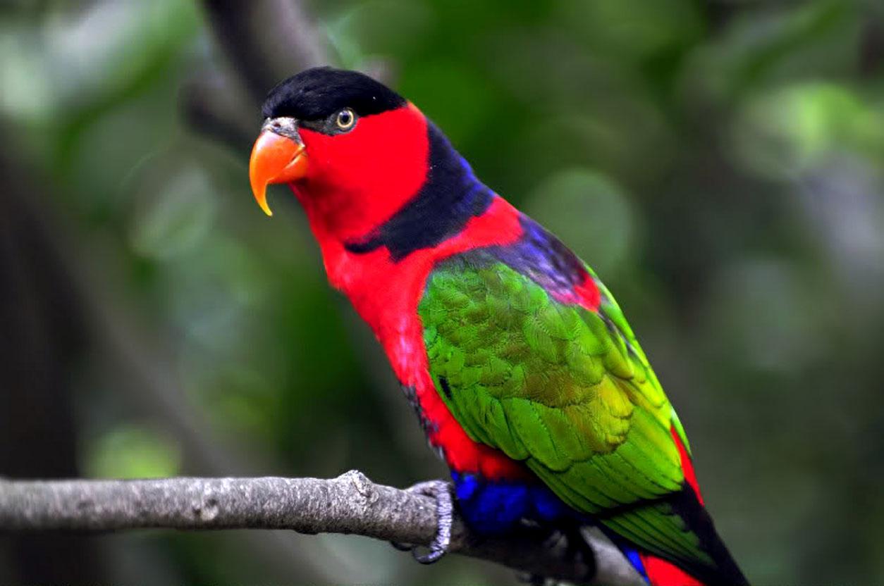 1254x832 Parrots image Parrot HD wallpaper and background photo