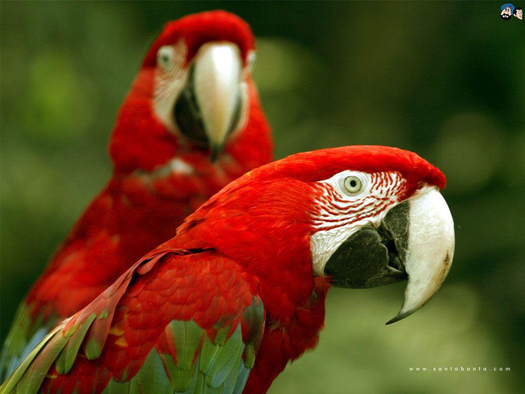 1024x768 Free Wallpaper: Parrot Bird Wallpaper