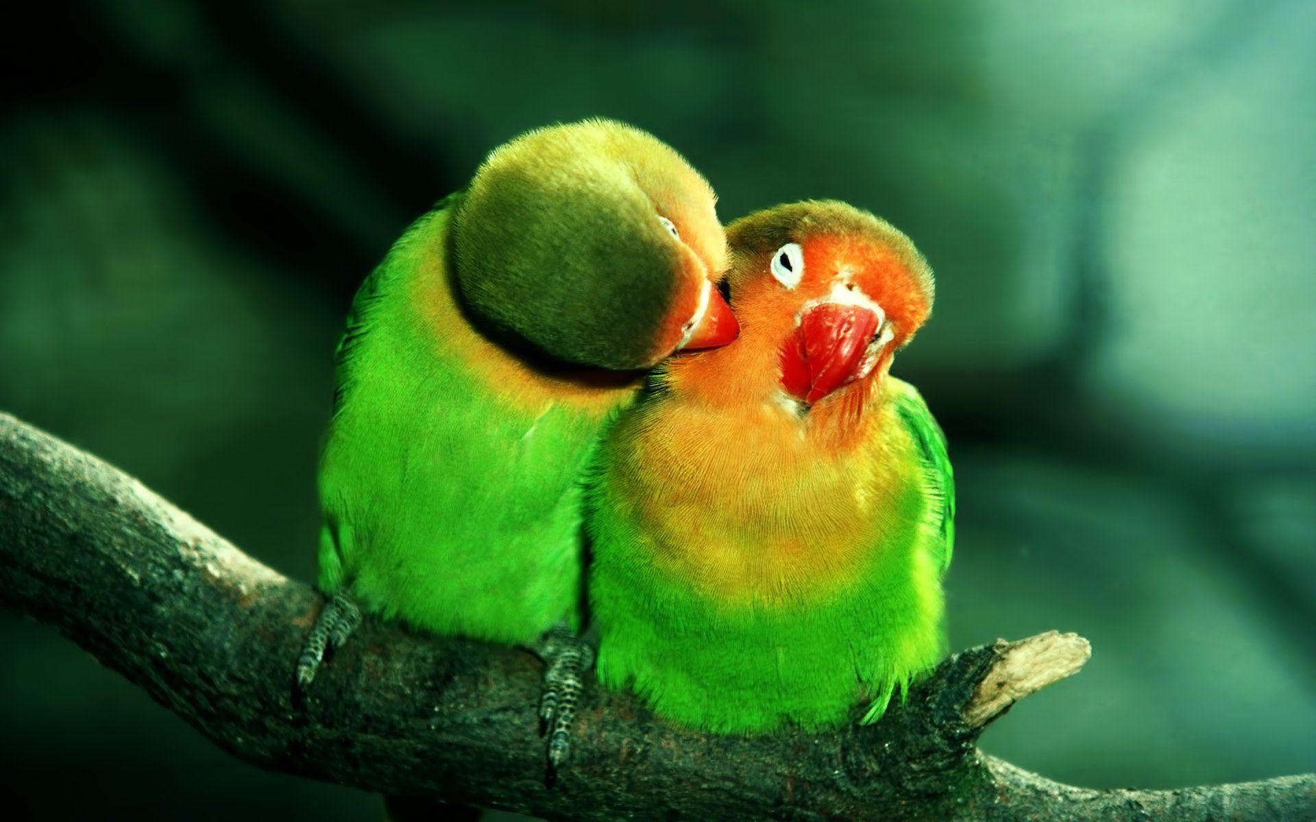 1920x1200 Parrot HD Hình nền và Hình nền