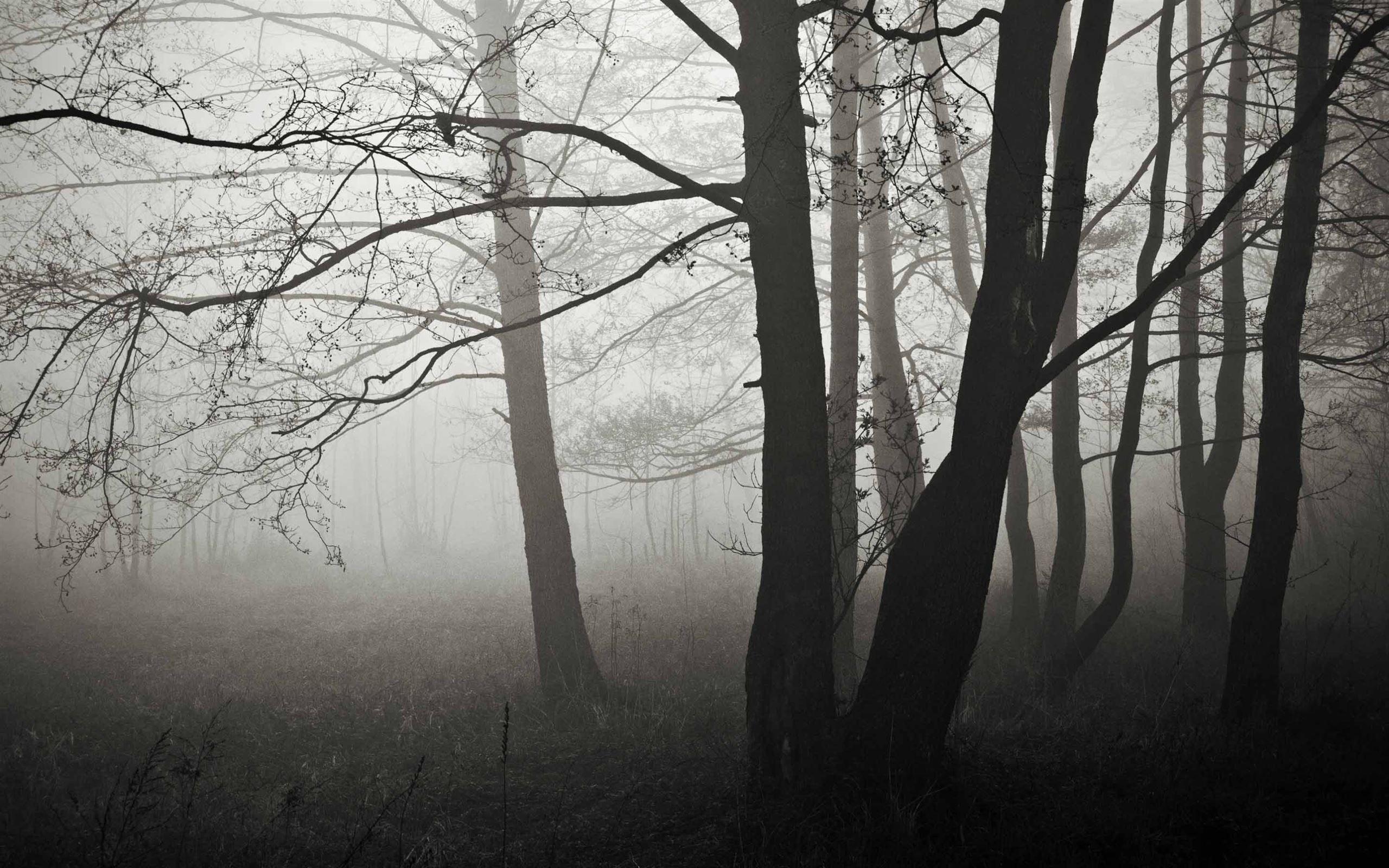 2560x1600 Forest Fog Winter MacBook Air Wallpaper Download
