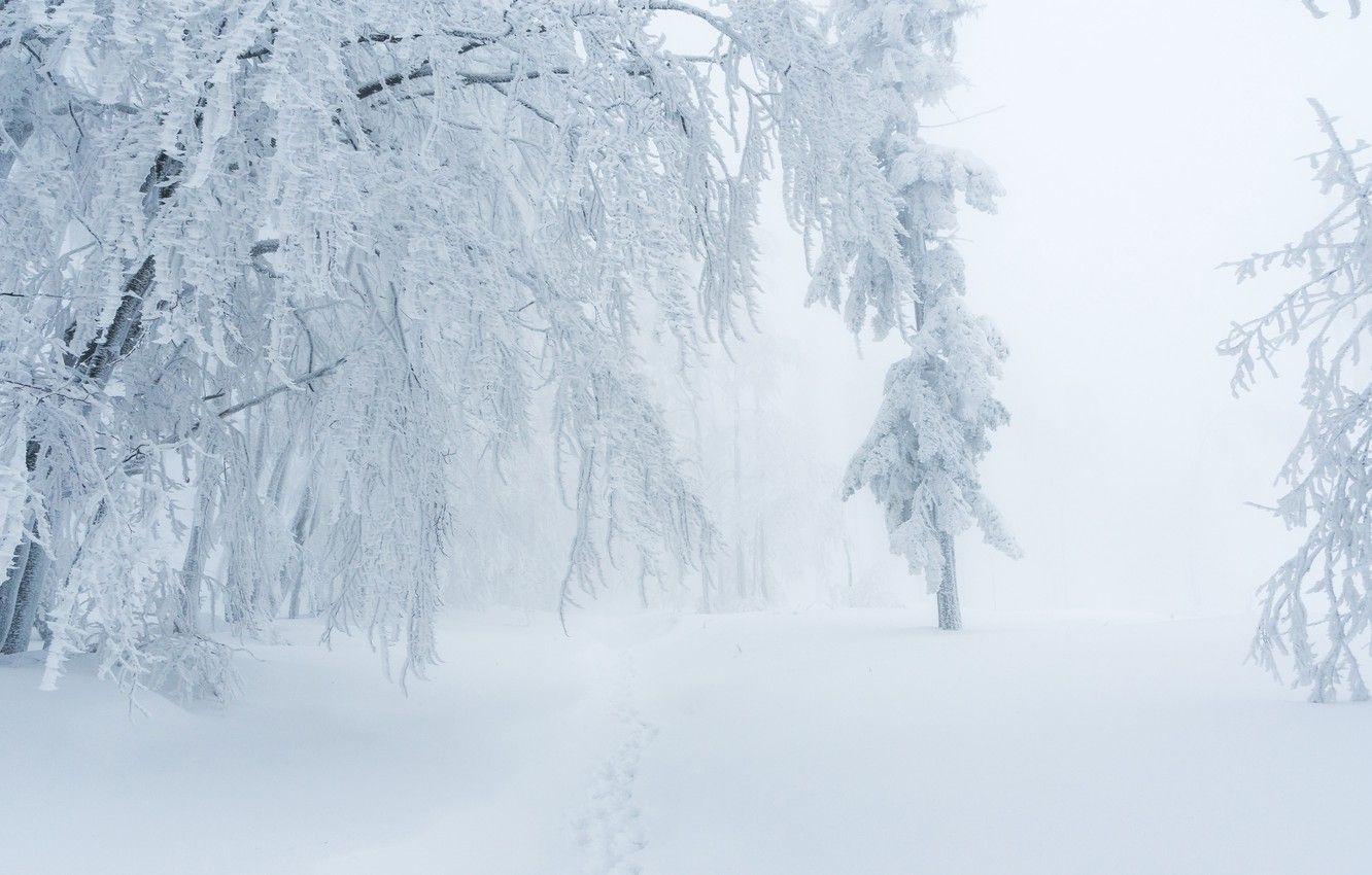 1332x850 Wallpaper winter, snow, fog image for desktop, section природа
