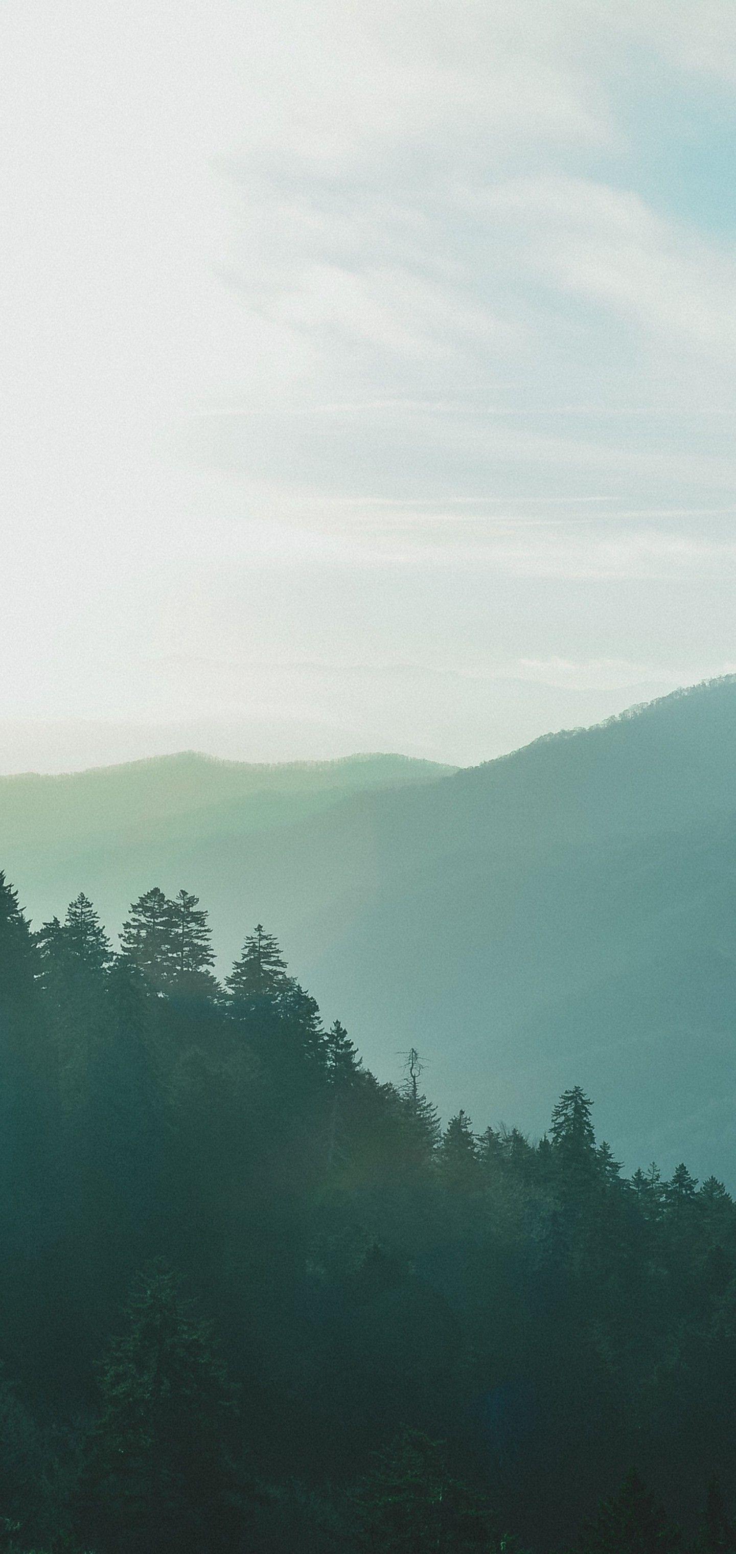 1440x3040 Forest Sky Fog Mountains Wallpaper Black Spruce