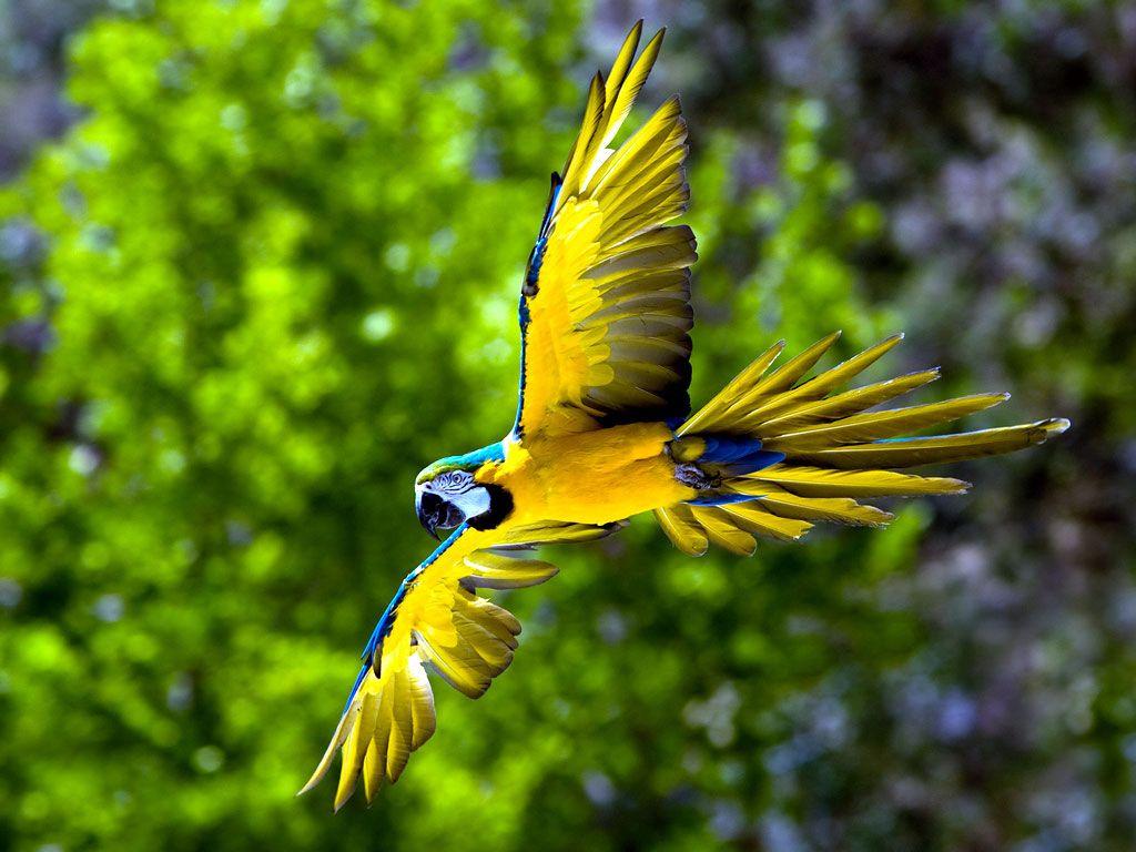 1024x768 Parrots Wallpaper Parrot Bird Photo