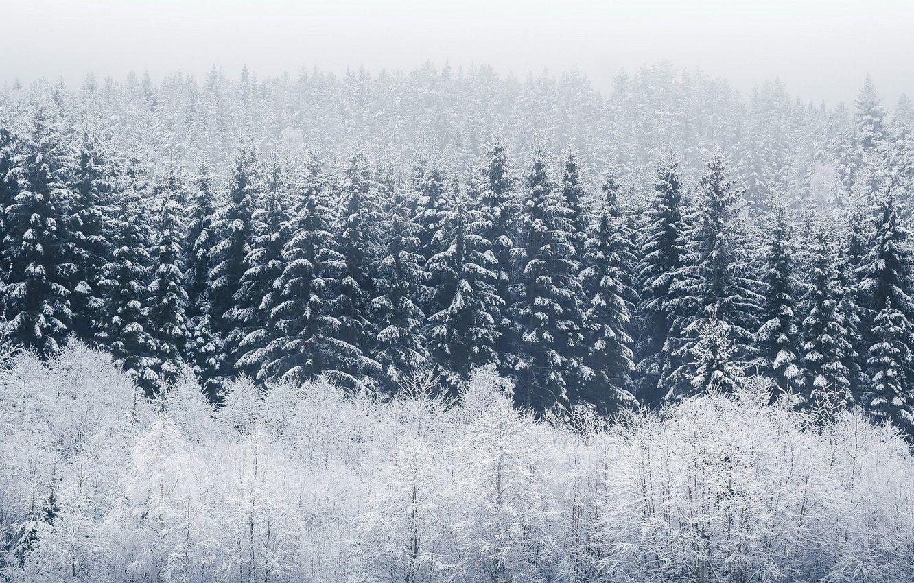 1332x850 Wallpaper winter, forest, fog image for desktop, section природа