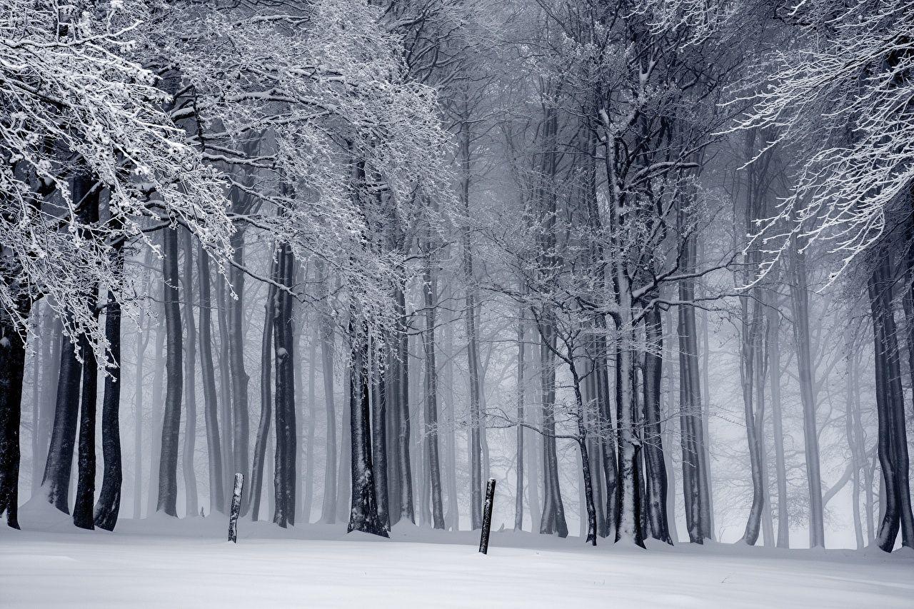 1280x853 image Fog Winter Nature Snow forest Trees