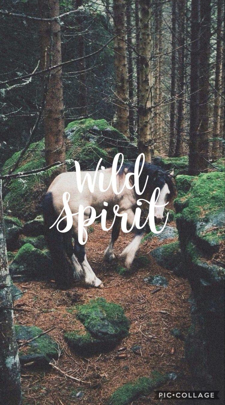 Horse Quotes Wallpapers Top Free Horse Quotes Backgrounds WallpaperAccess