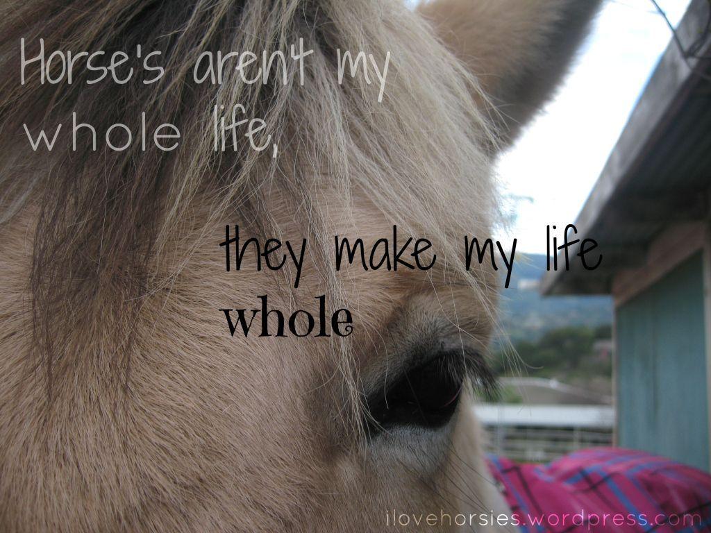 Horse Quotes Wallpapers Top Free Horse Quotes Backgrounds WallpaperAccess