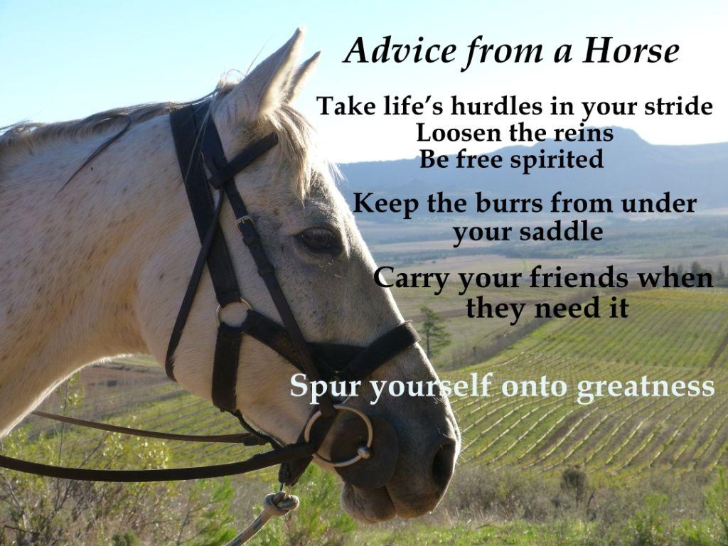 Horse Quotes Wallpapers - Top Free Horse Quotes Backgrounds ...